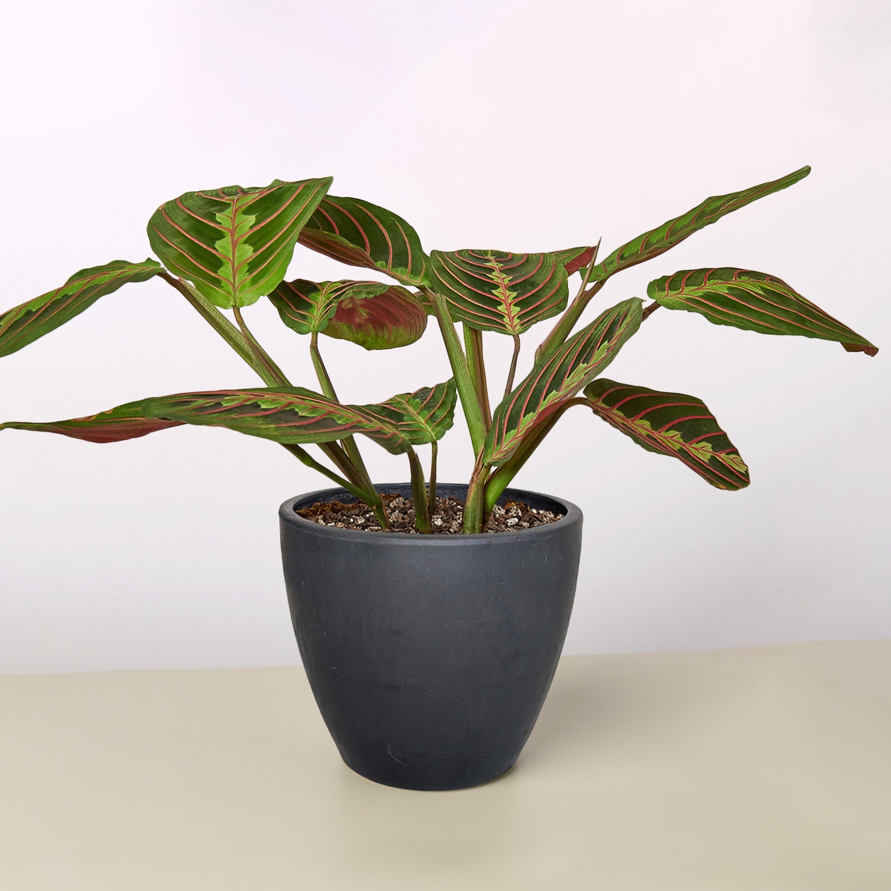 Maranta 'Red Prayer'-Indoor Plants-The Succulent Source