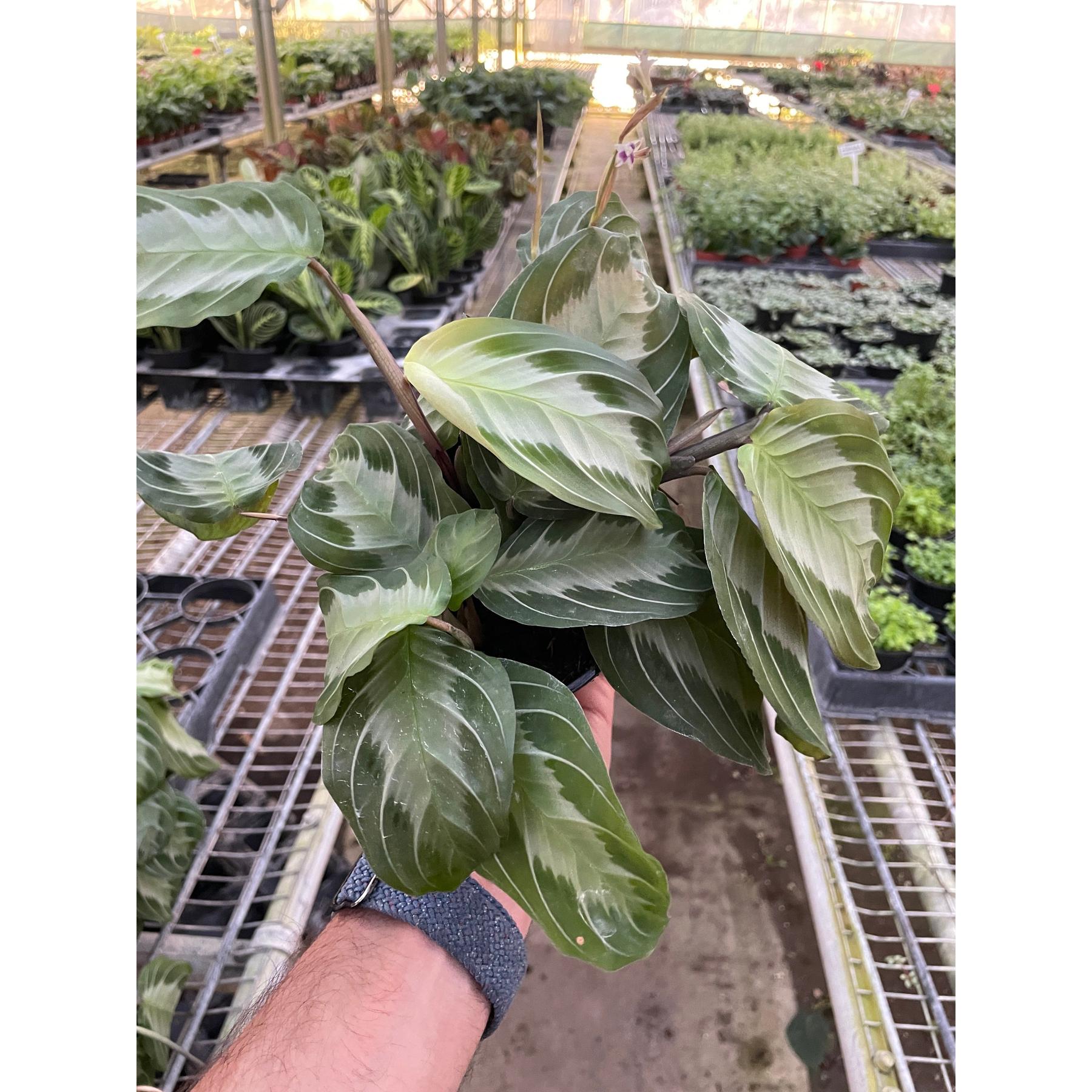 Maranta 'Silver Band'-Default-The Succulent Source