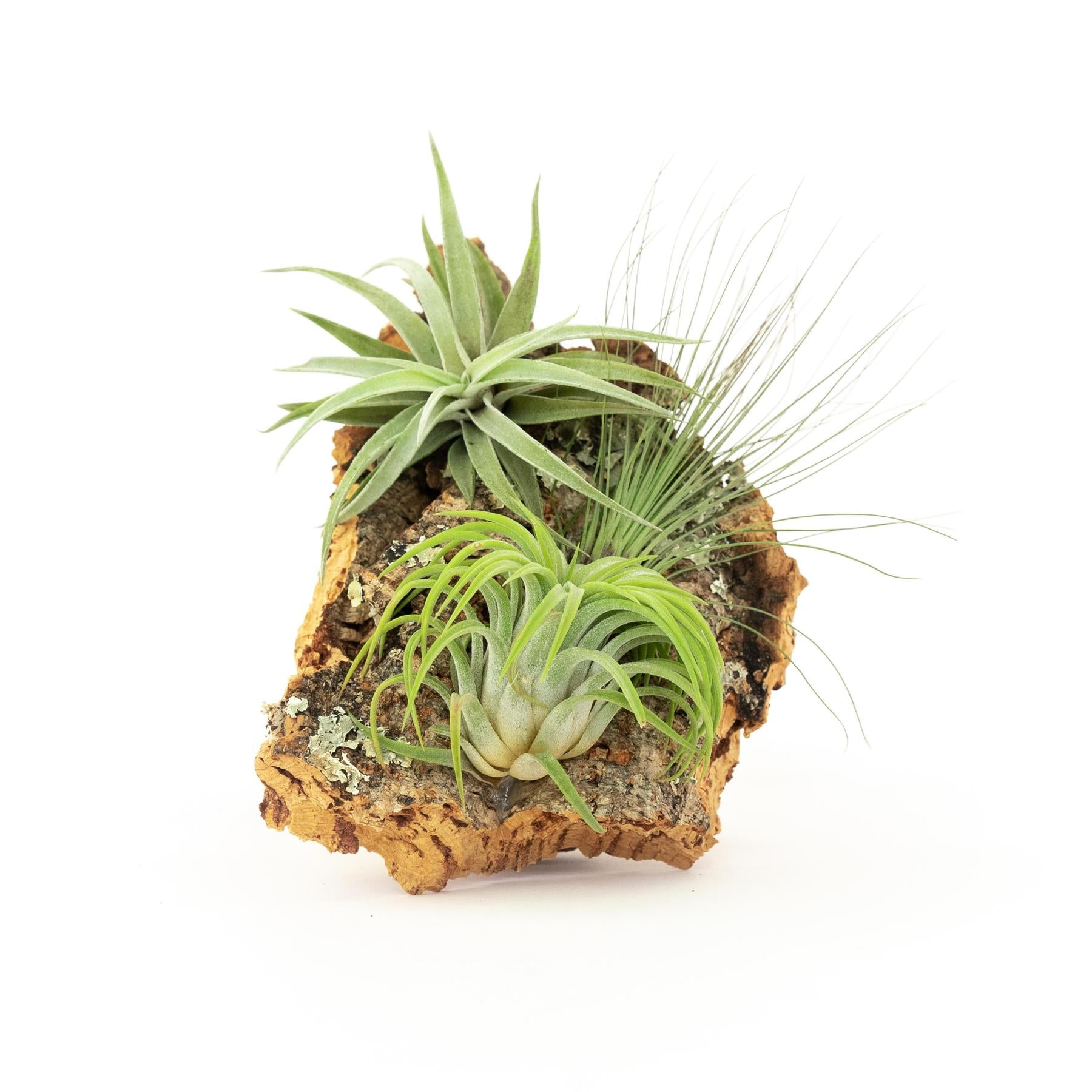 Medium Cork Bark Display with 4 Tillandsia Air Plants & Waterproof Glue - Approximately 7 X 9 Inches-terrarium-The Succulent Source