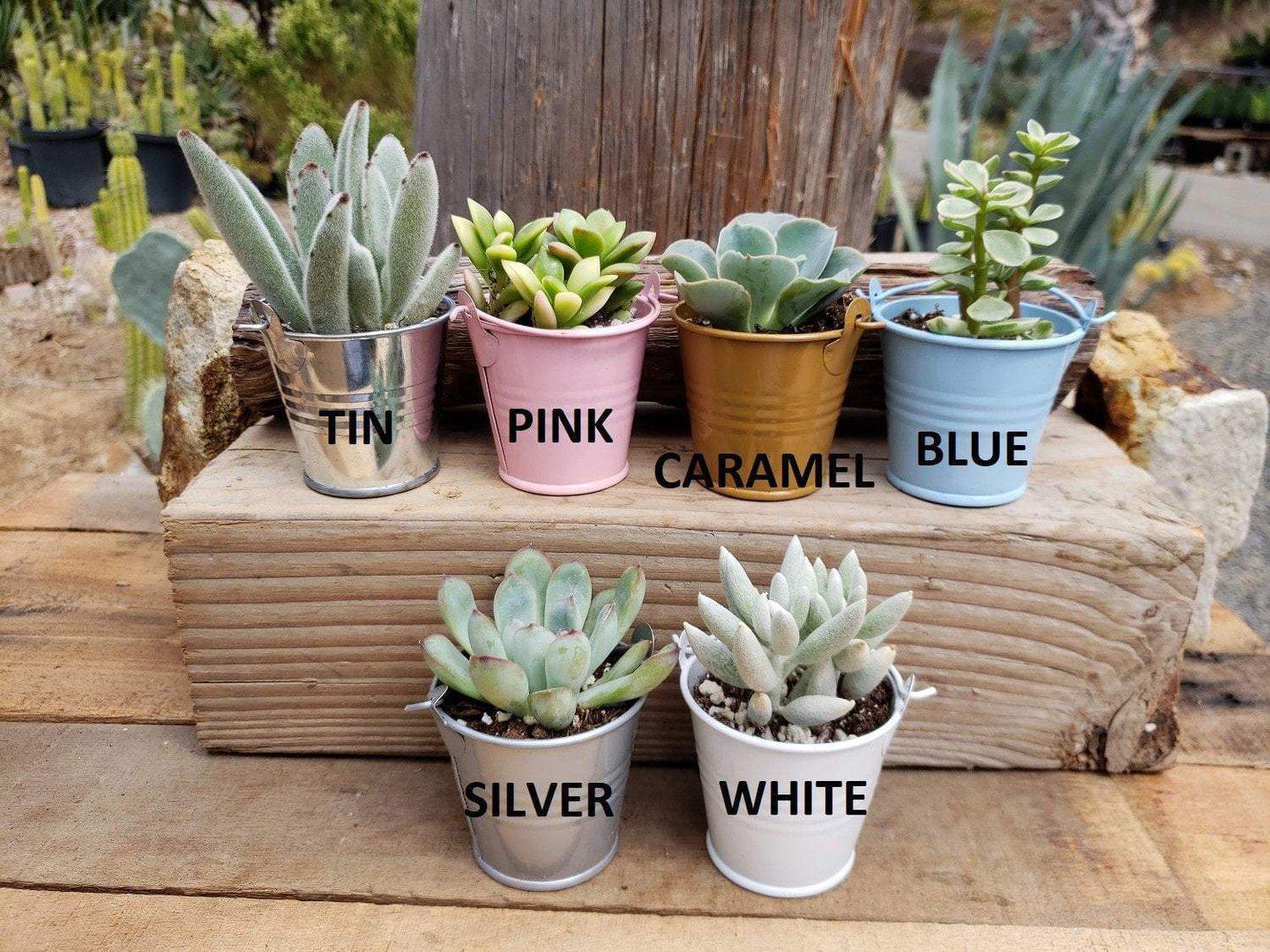 metal succulent planter Pails for Succulent Wedding Favors