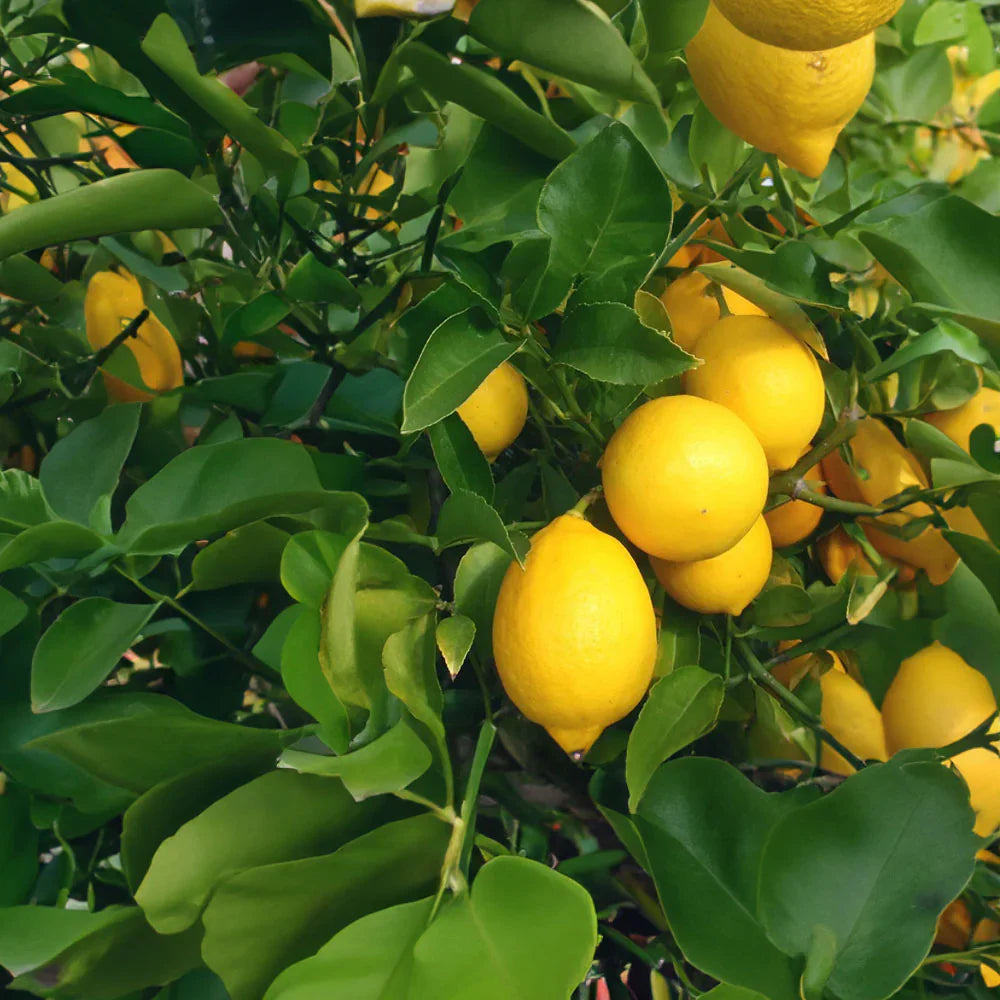 Meyer Lemon Tree-The Succulent Source
