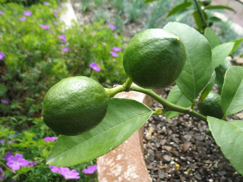 Meyer Lemon Tree-The Succulent Source