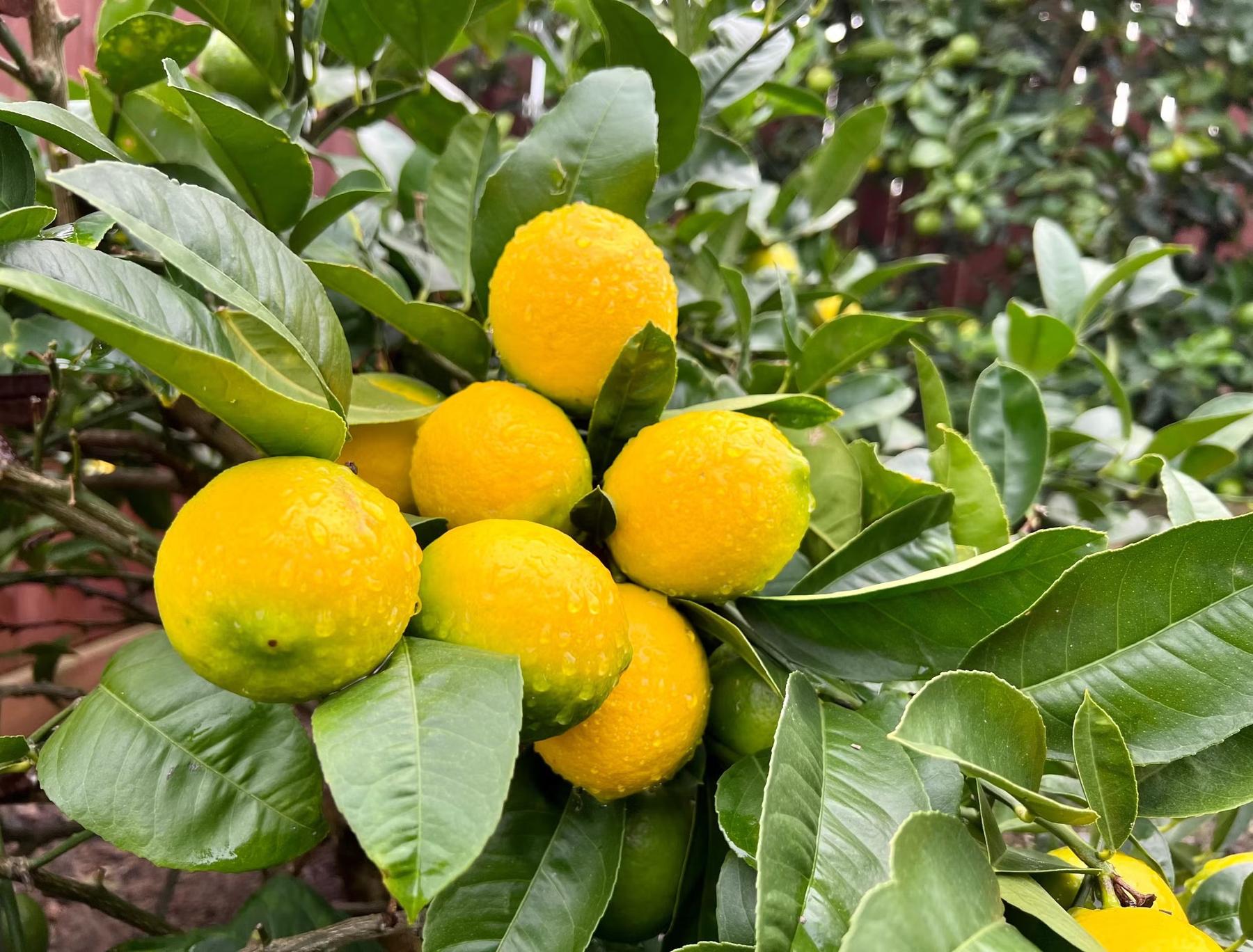Meyer Lemon Tree-The Succulent Source