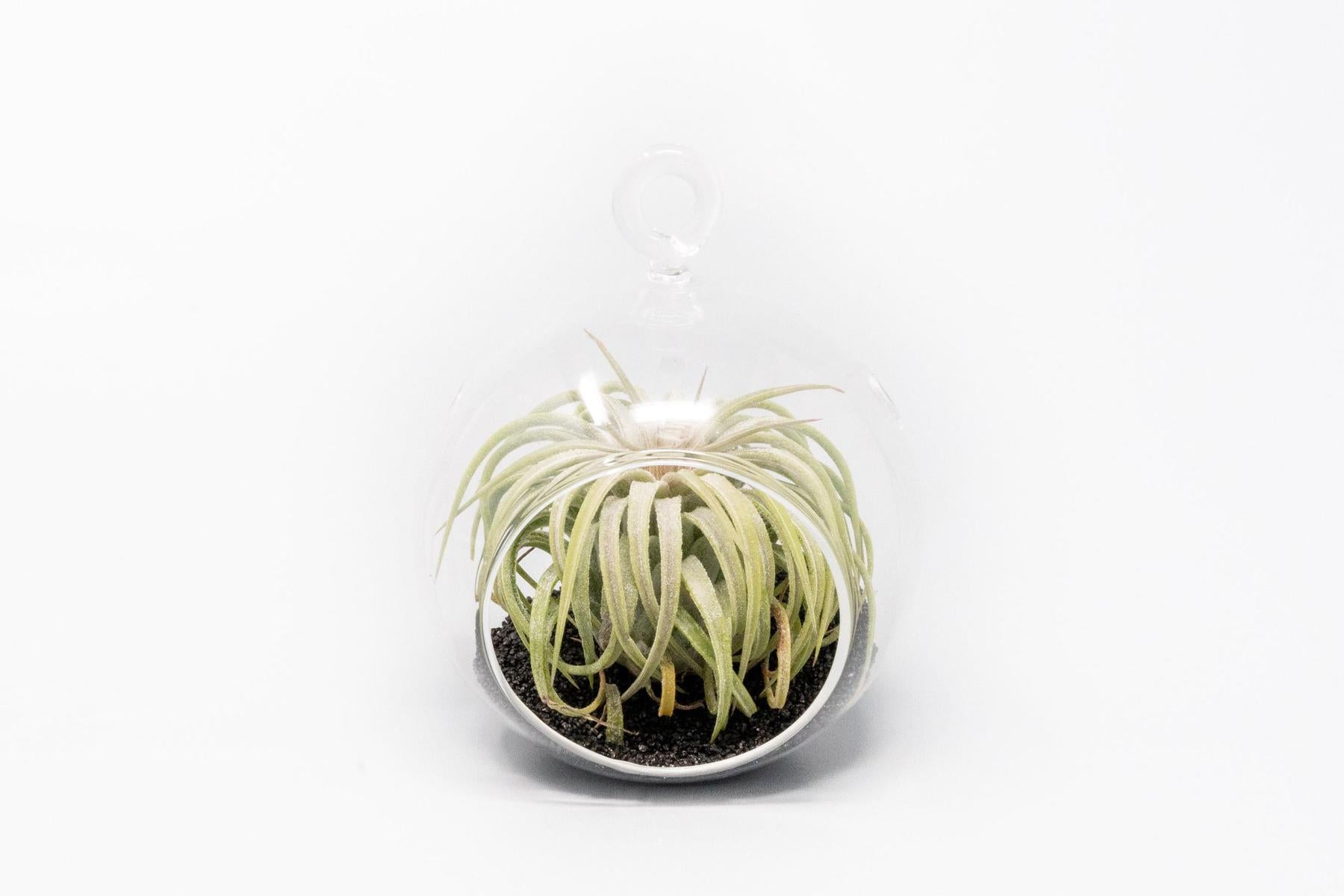 Mini Hanging Flat Bottom Beach Terrariums with White or Black Sand-gift-The Succulent Source