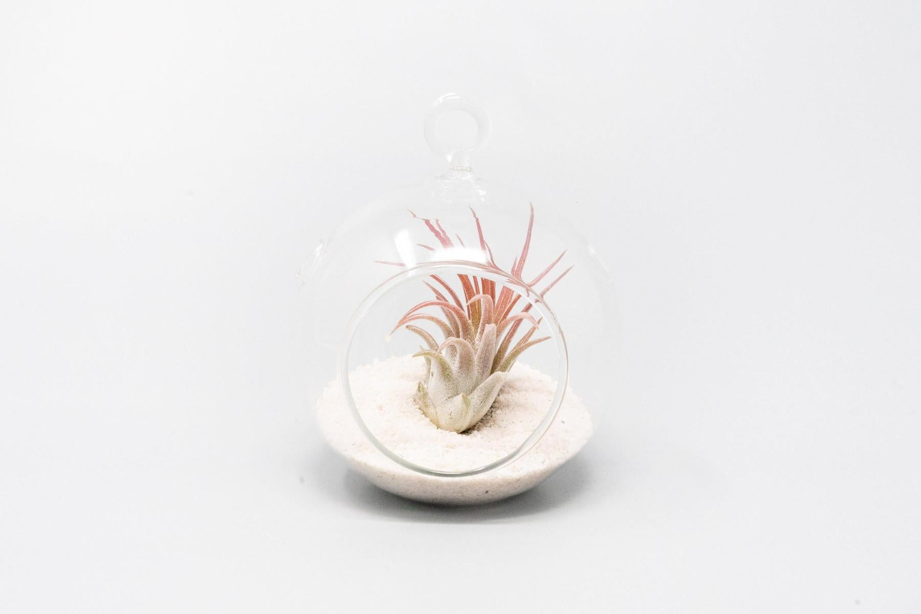 Mini Hanging Flat Bottom Beach Terrariums with White or Black Sand-gift-The Succulent Source