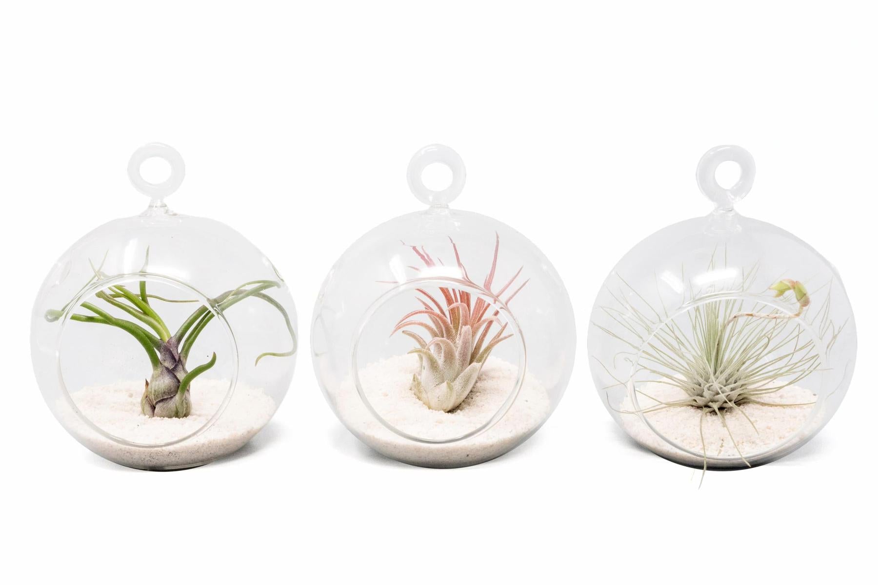 Mini Hanging Flat Bottom Beach Terrariums with White or Black Sand-gift-The Succulent Source