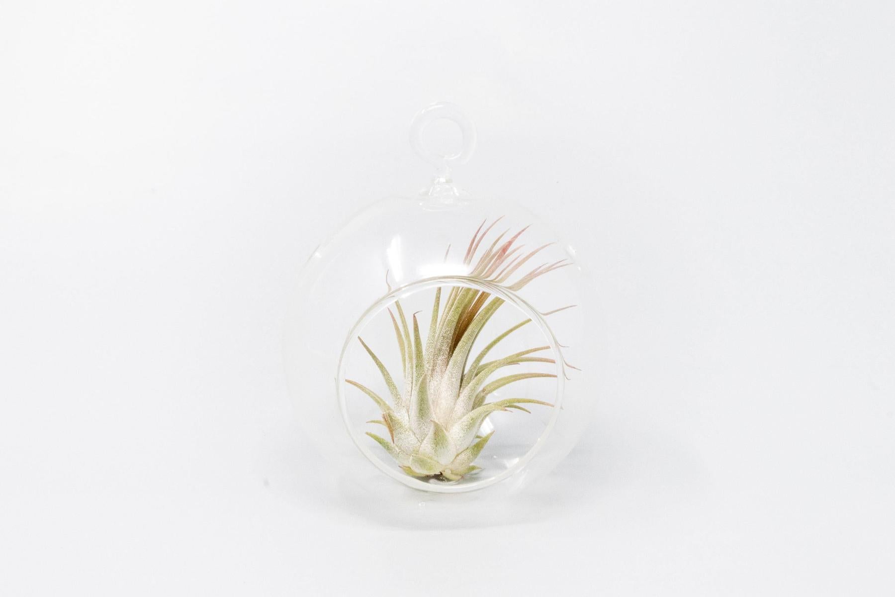 Mini Hanging Flat Bottom Glass Terrariums with Assorted Tillandsia Air Plants-gift-The Succulent Source