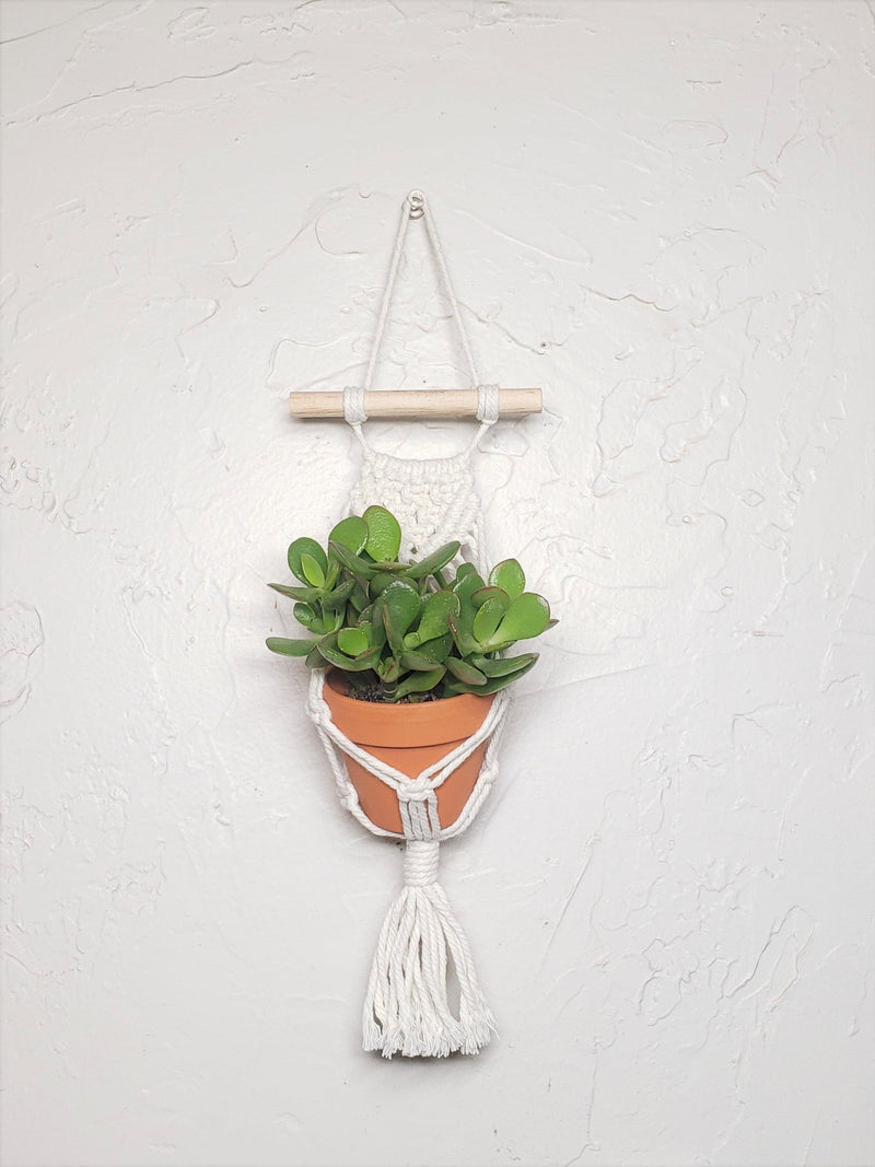 Mini Macrame Hanger with 2.5" succulent-Succulent - Gift-The Succulent Source