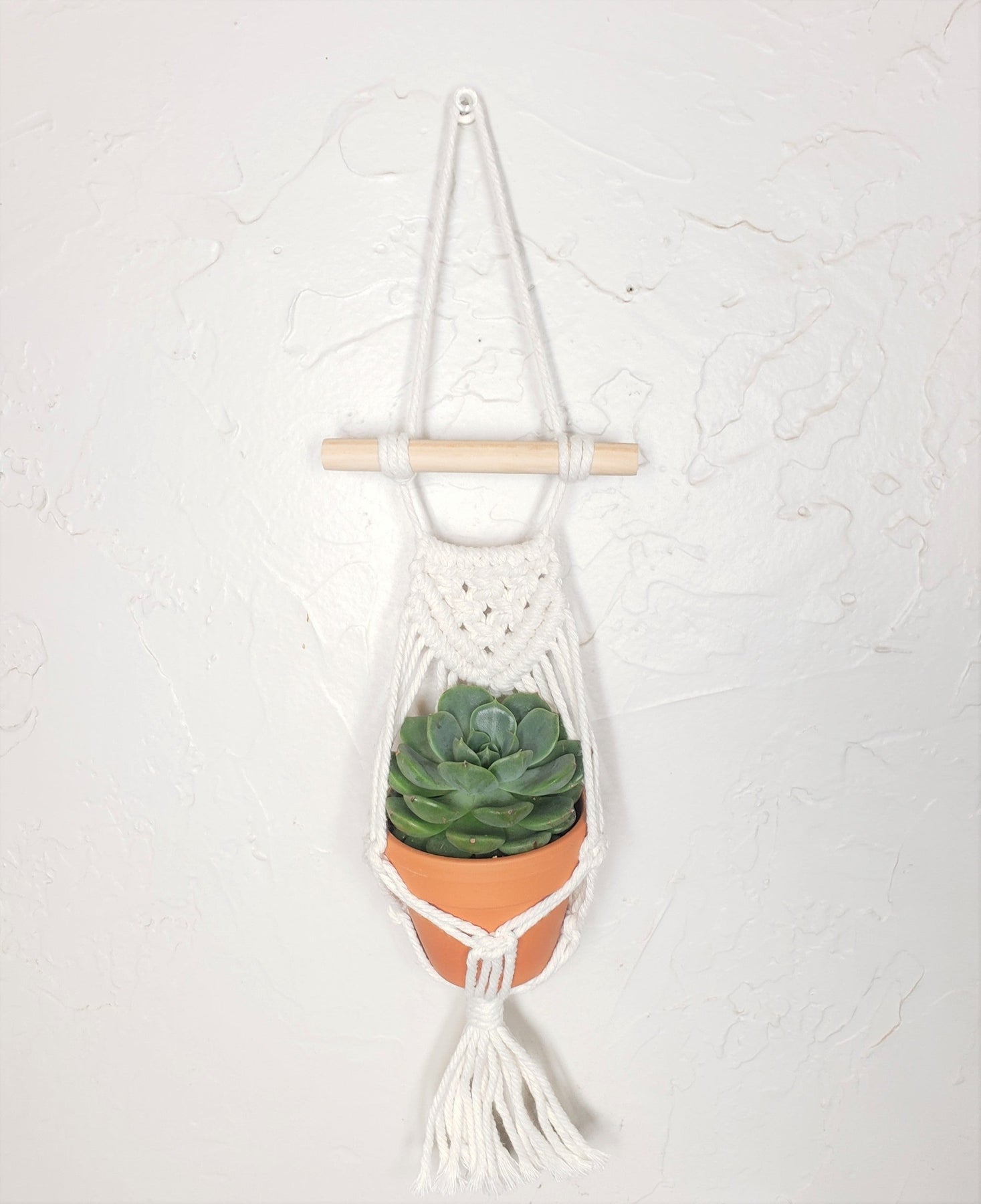 Mini Macrame Hanger with 2.5" succulent-Succulent - Gift-The Succulent Source