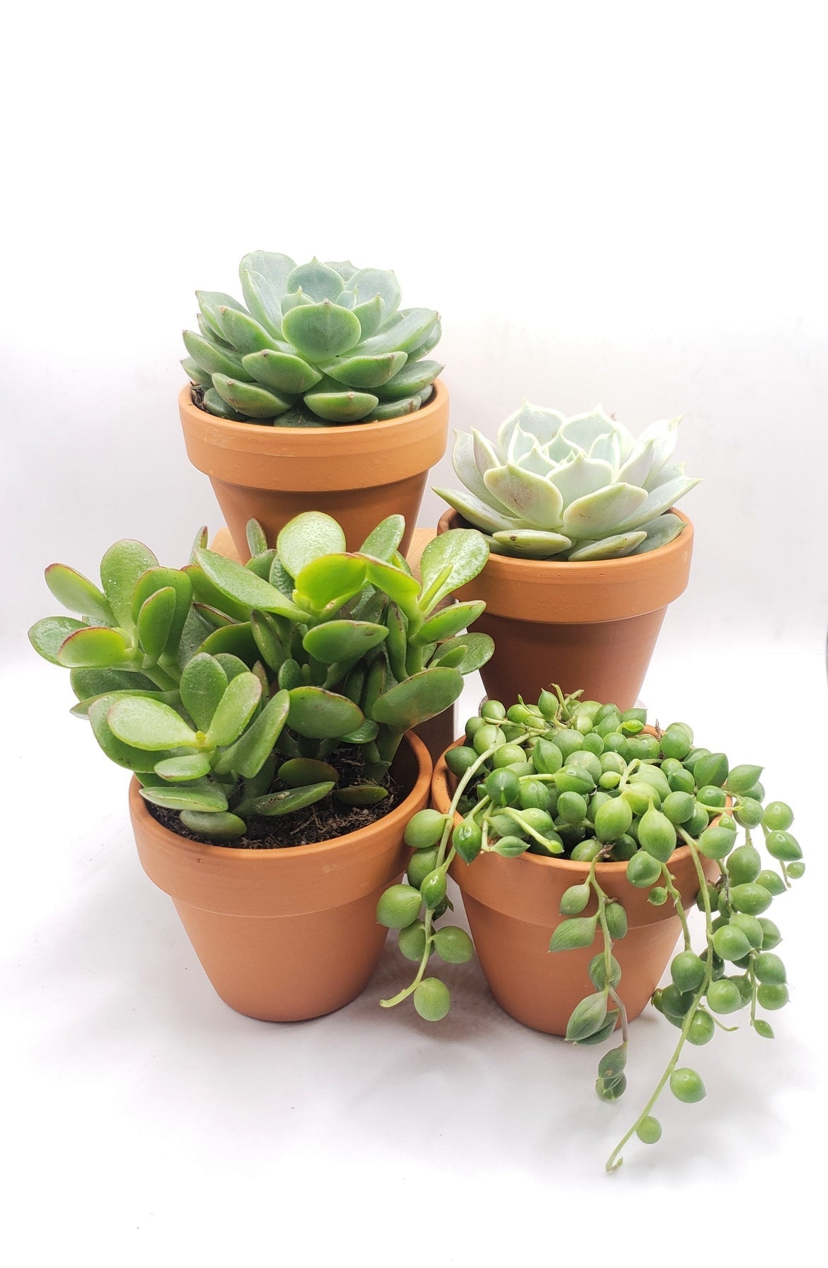 Mini Macrame Hanger with 2.5" succulent-Succulent - Gift-The Succulent Source