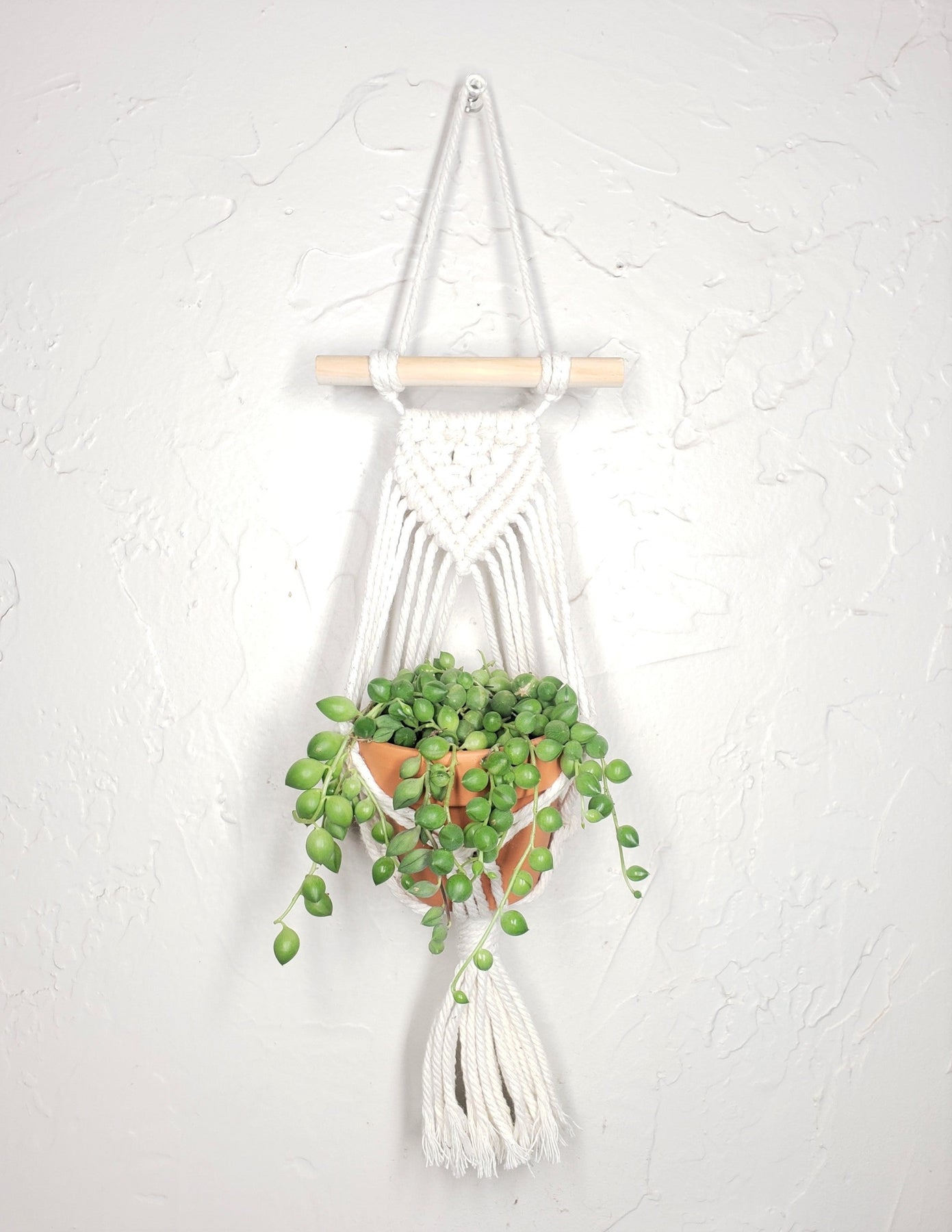 succulent macrame Mini Macrame Hanger with 2.5" succulent