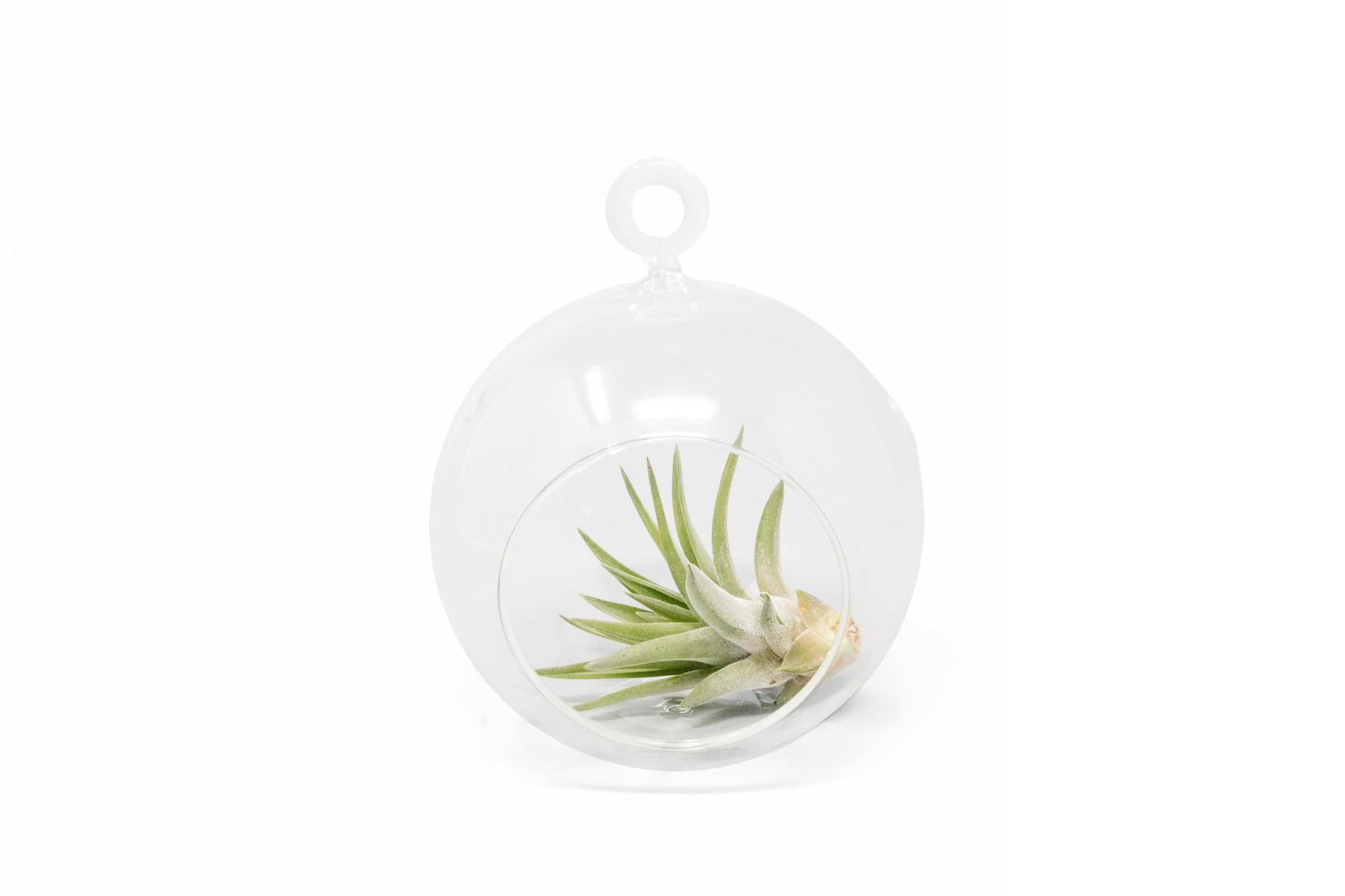 air plant globes Minimalist Terrarium in a Glass Globe with Flat Bottom