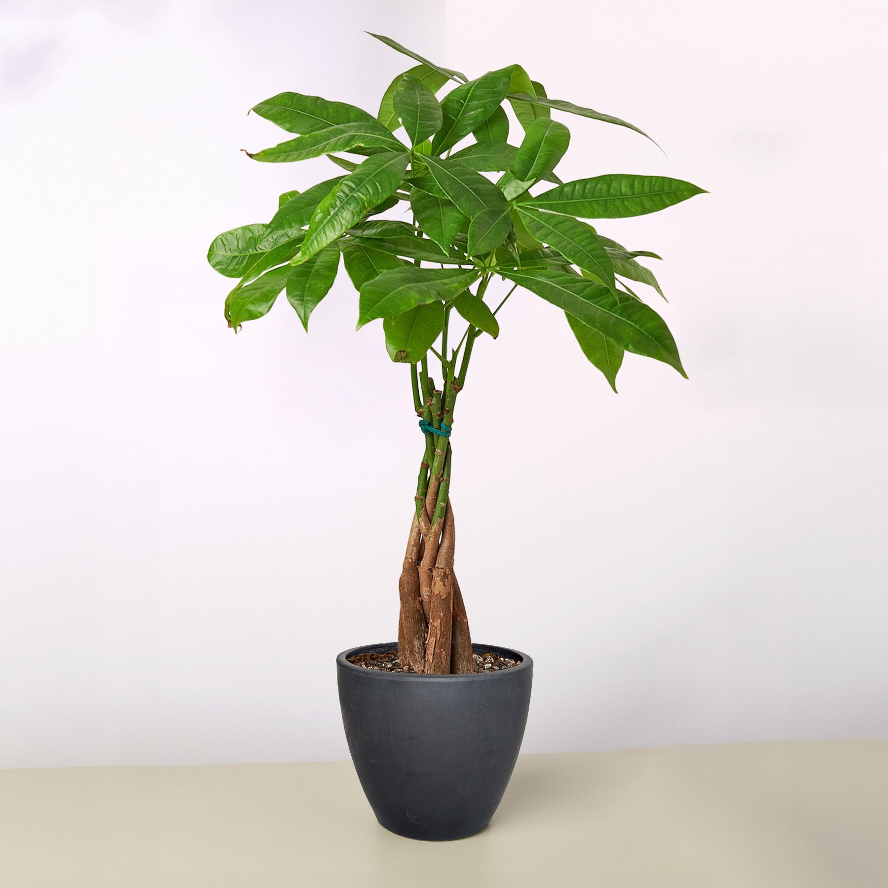 Money Tree 'Guiana Chestnut' Pachira Braid-Indoor Plants-The Succulent Source