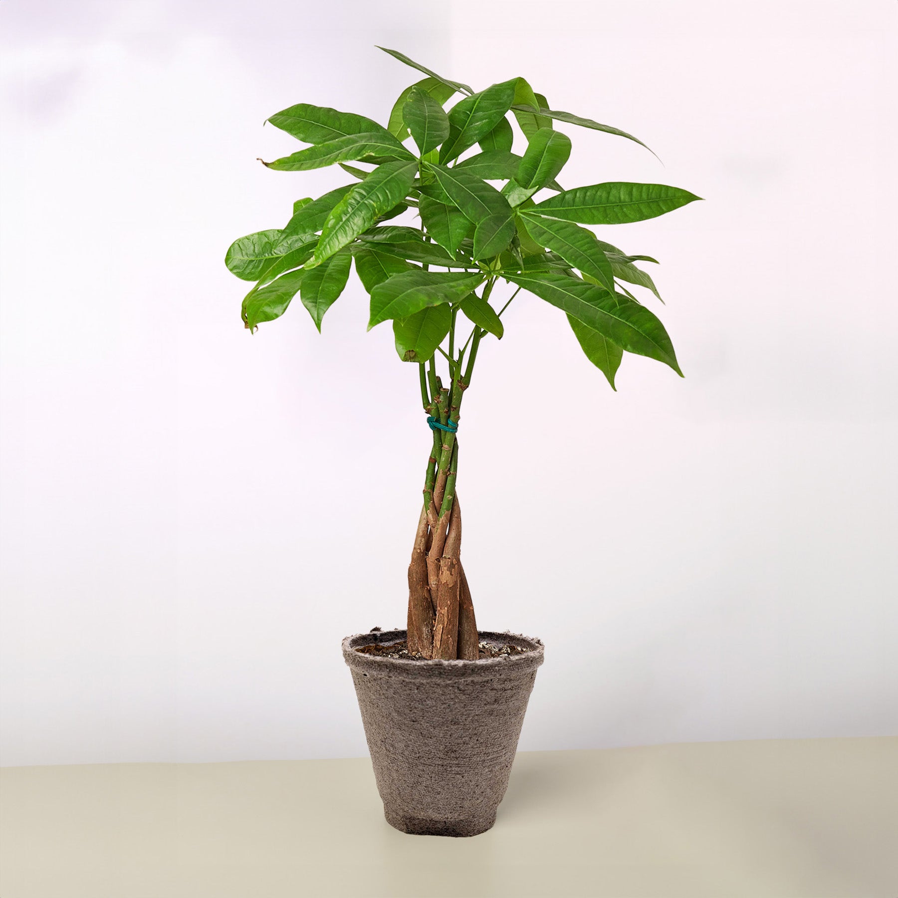 Money Tree 'Guiana Chestnut' Pachira Braid-Indoor Plants-The Succulent Source