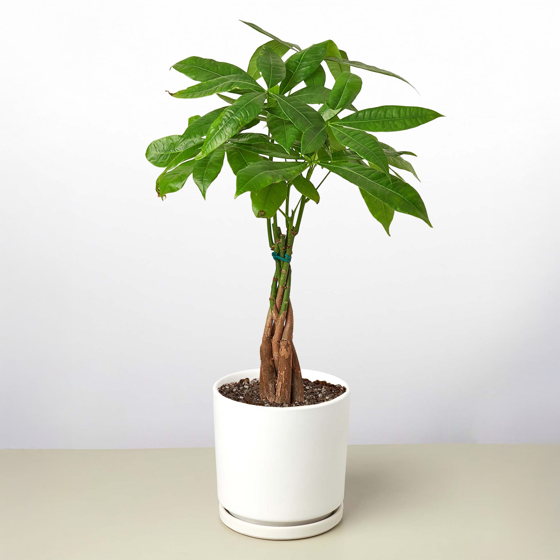 Money Tree 'Guiana Chestnut' Pachira Braid-Indoor Plants-The Succulent Source