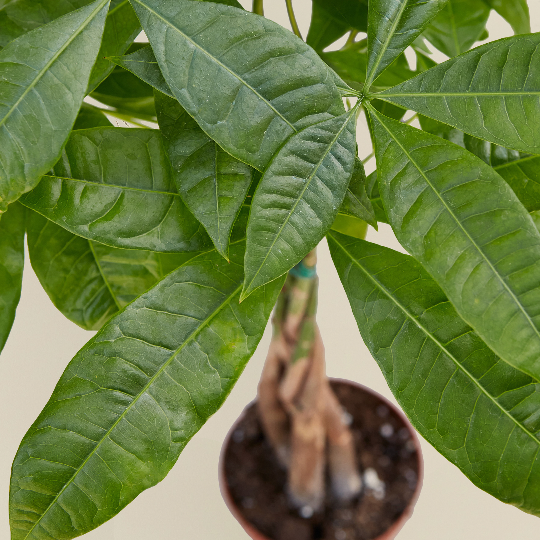 Money Tree 'Guiana Chestnut' Pachira Braid-Indoor Plants-The Succulent Source