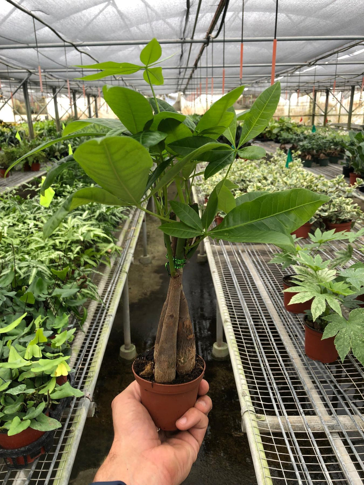Money Tree 'Guiana Chestnut' Pachira Braid-Indoor Plants-The Succulent Source