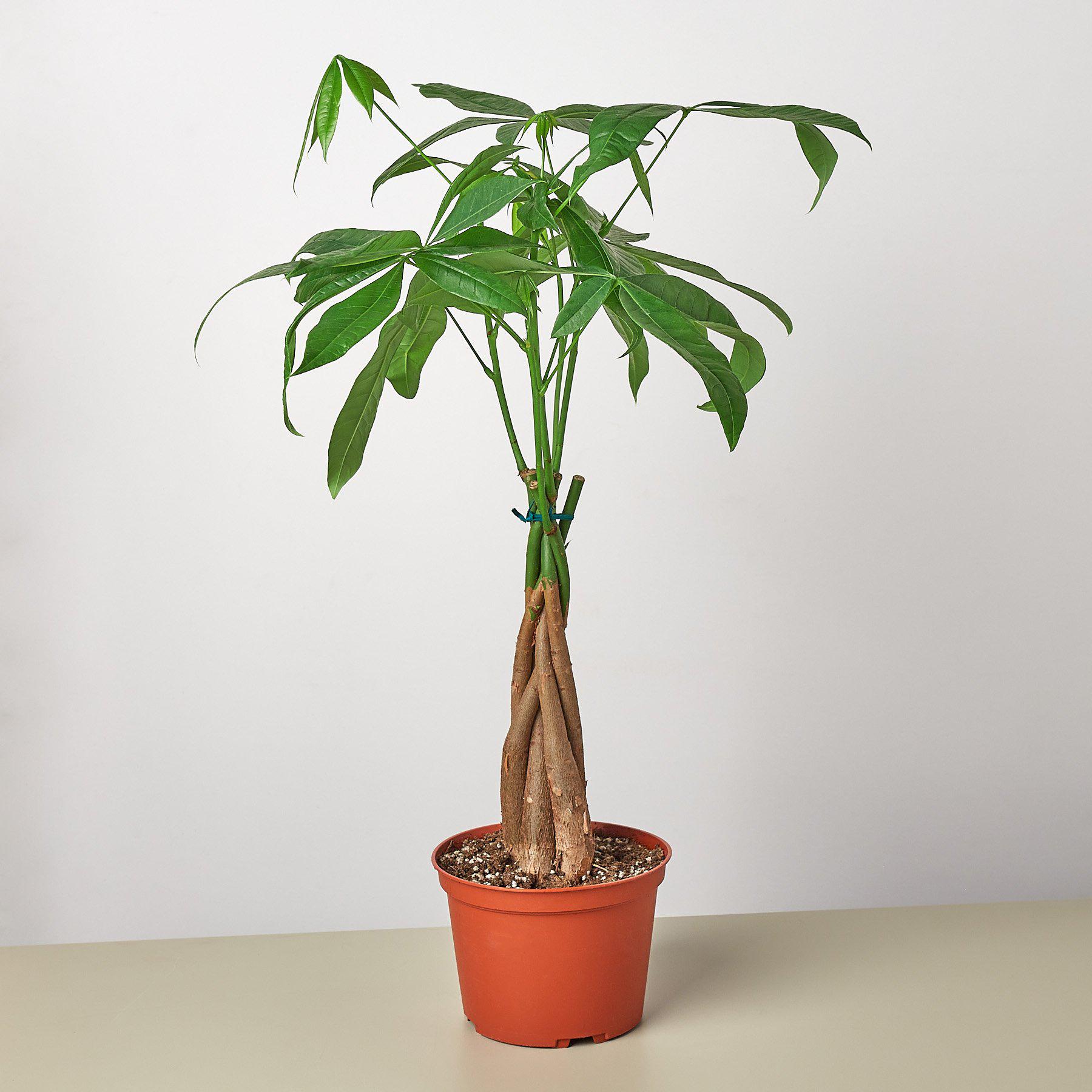 Money Tree 'Guiana Chestnut' Pachira Braid-Indoor Plants-The Succulent Source