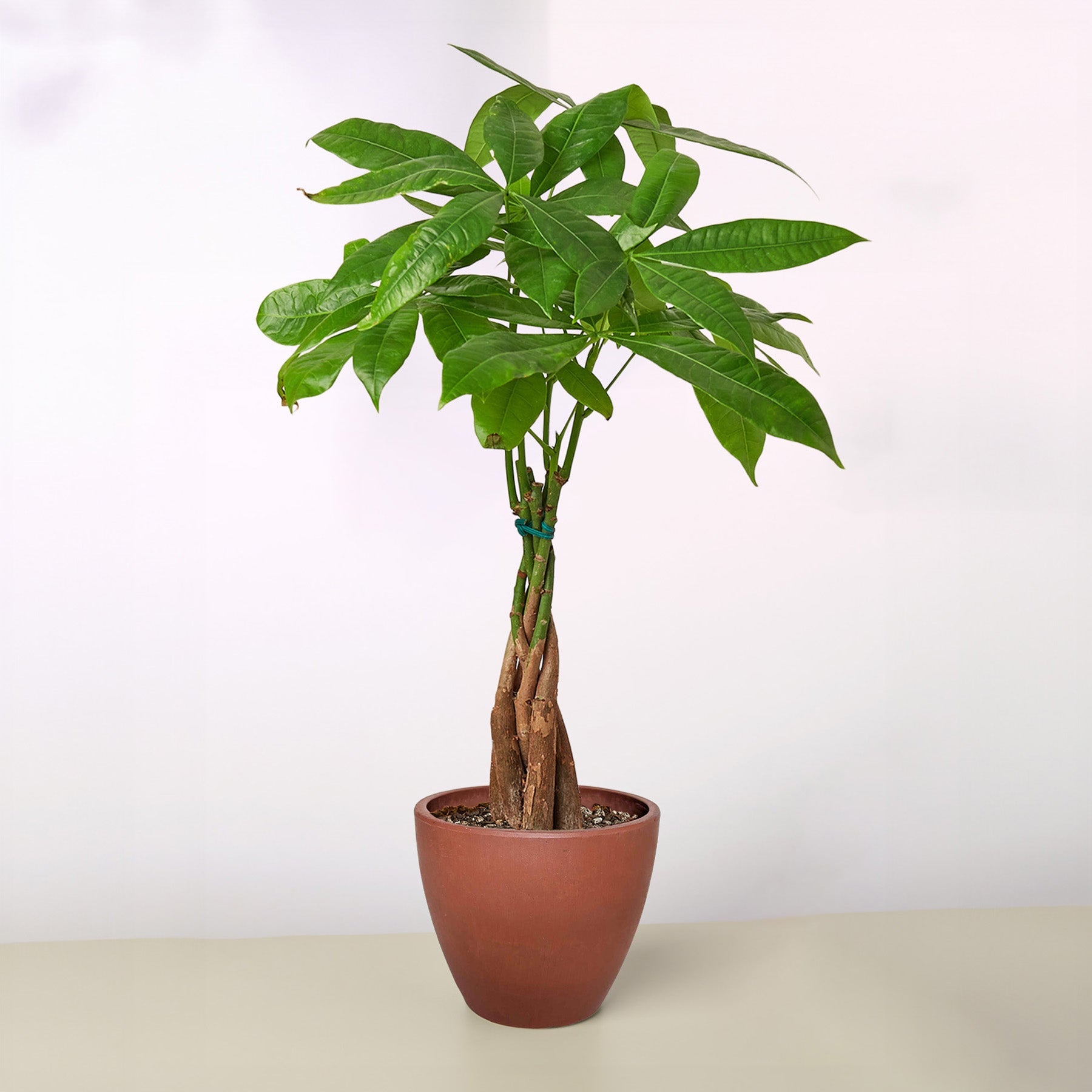 Money Tree 'Guiana Chestnut' Pachira Braid-Indoor Plants-The Succulent Source