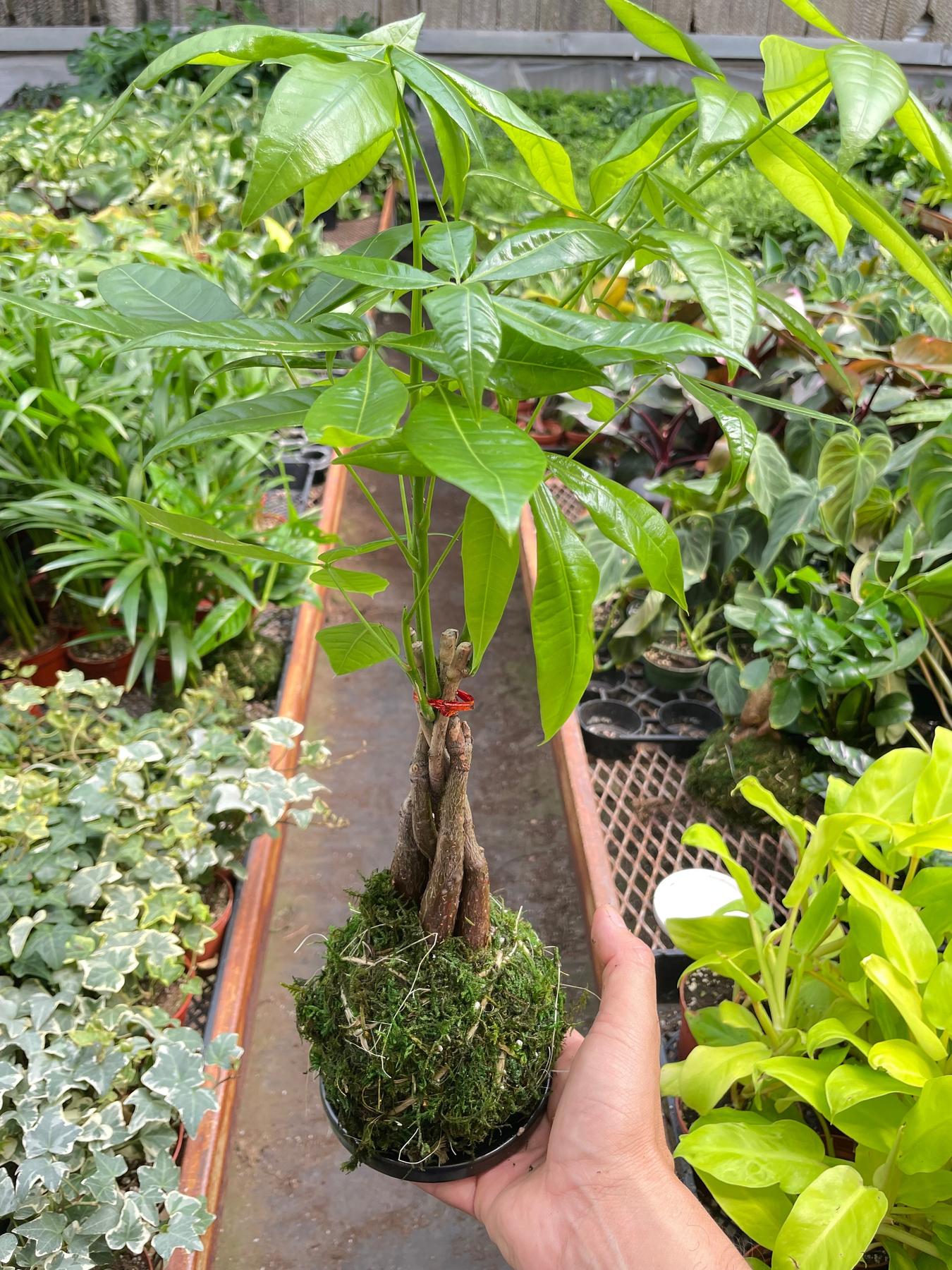 Money Tree 'Guiana Chestnut' Pachira Braid Kokedama-The Succulent Source