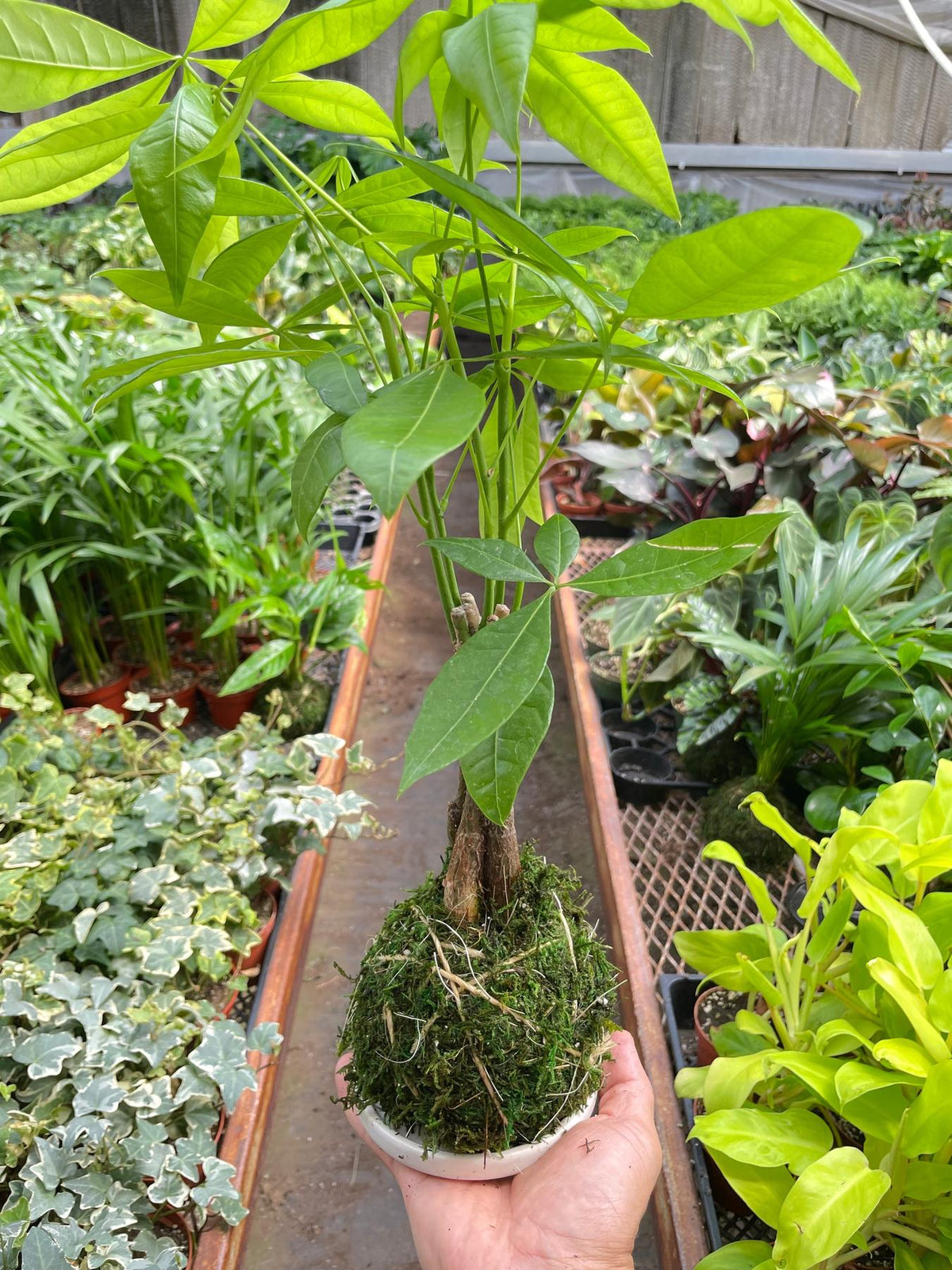 Money Tree 'Guiana Chestnut' Pachira Braid Kokedama-The Succulent Source