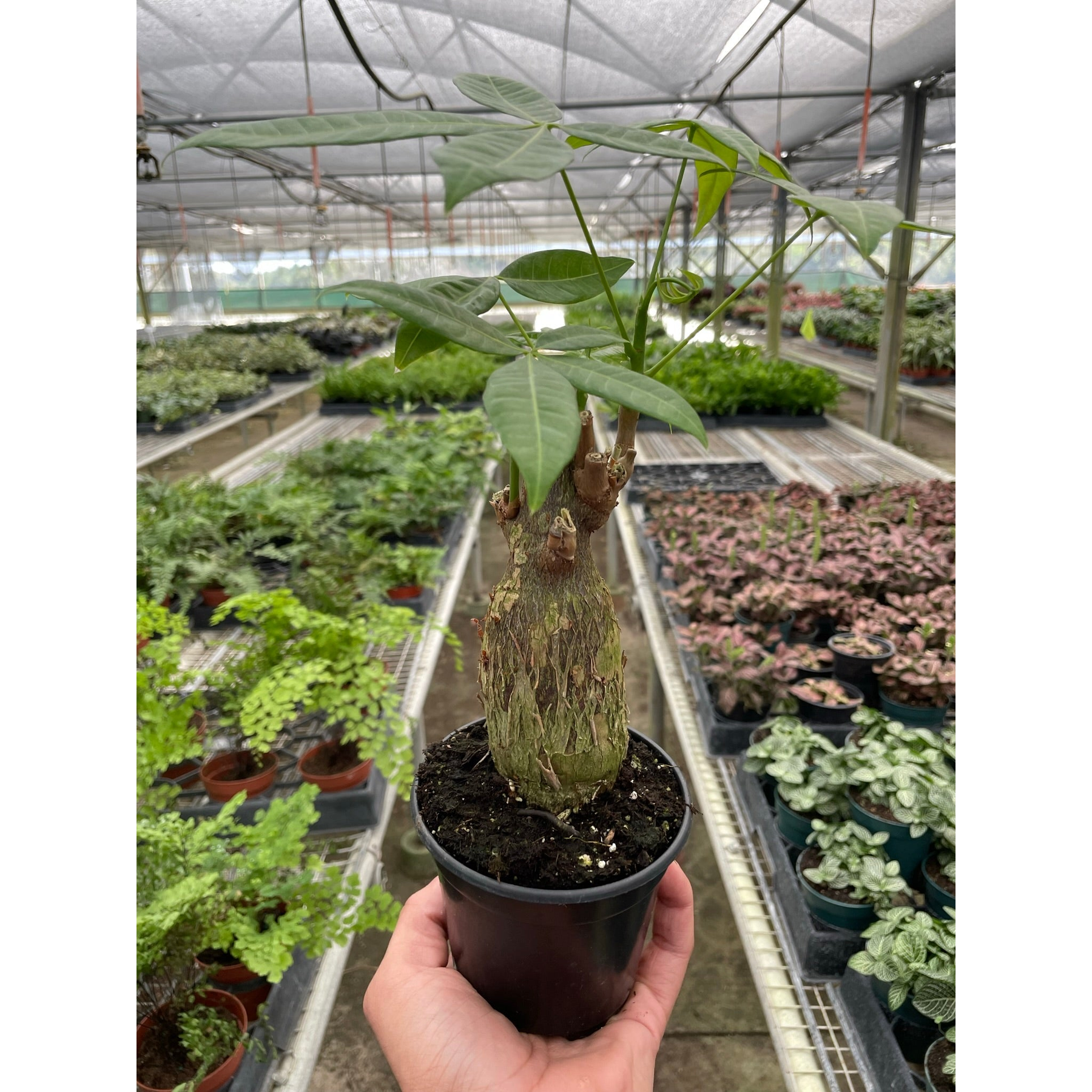 Money Tree 'Guiana Chestnut' Pachira Stump-Indoor Plants-The Succulent Source