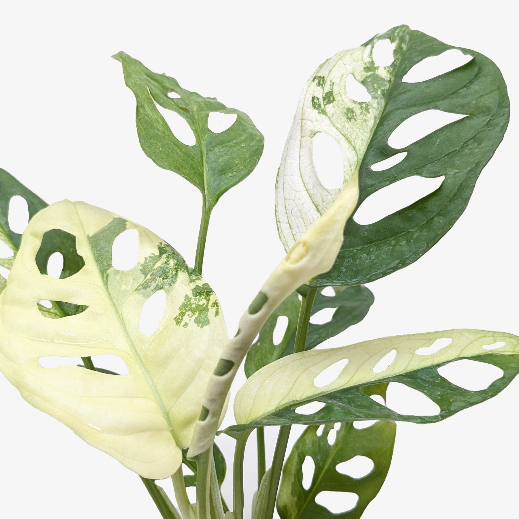 Monstera Adansonii 'Swiss Cheese Variegated'-Indoor Plants-The Succulent Source
