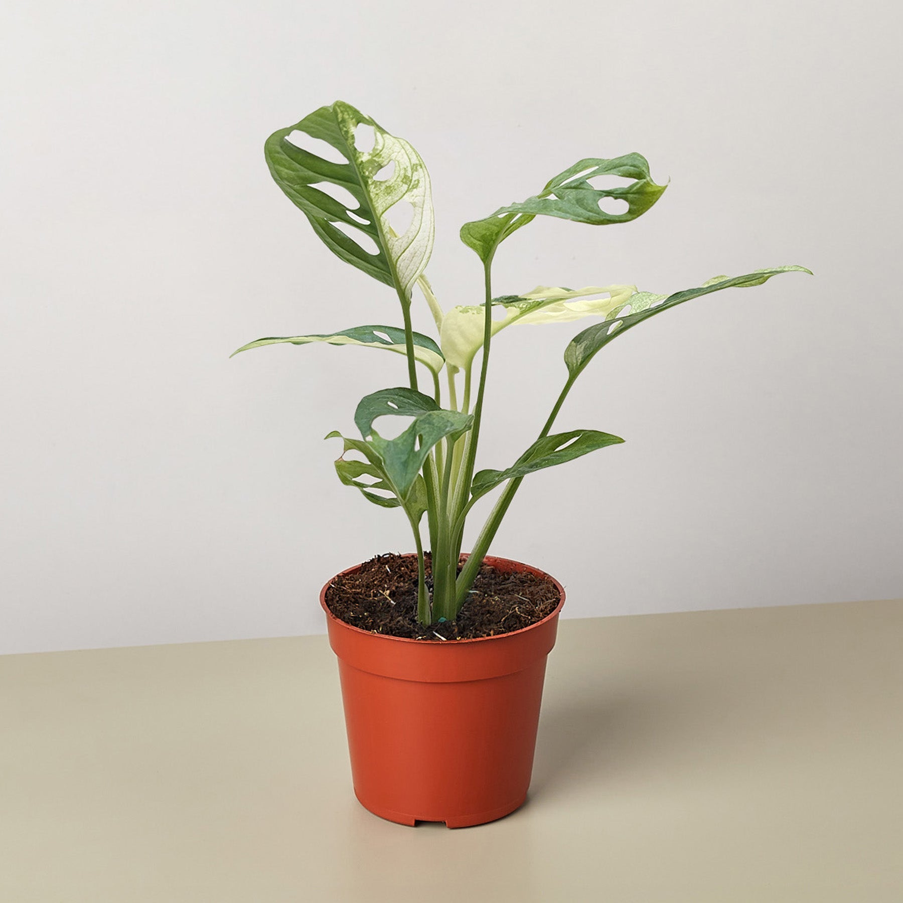 Monstera Adansonii 'Swiss Cheese Variegated'-Indoor Plants-The Succulent Source