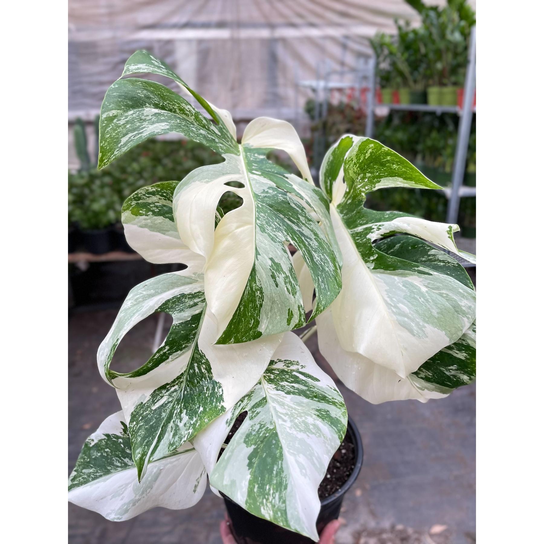 Monstera 'Albo Borsigiana Variegated'-The Succulent Source