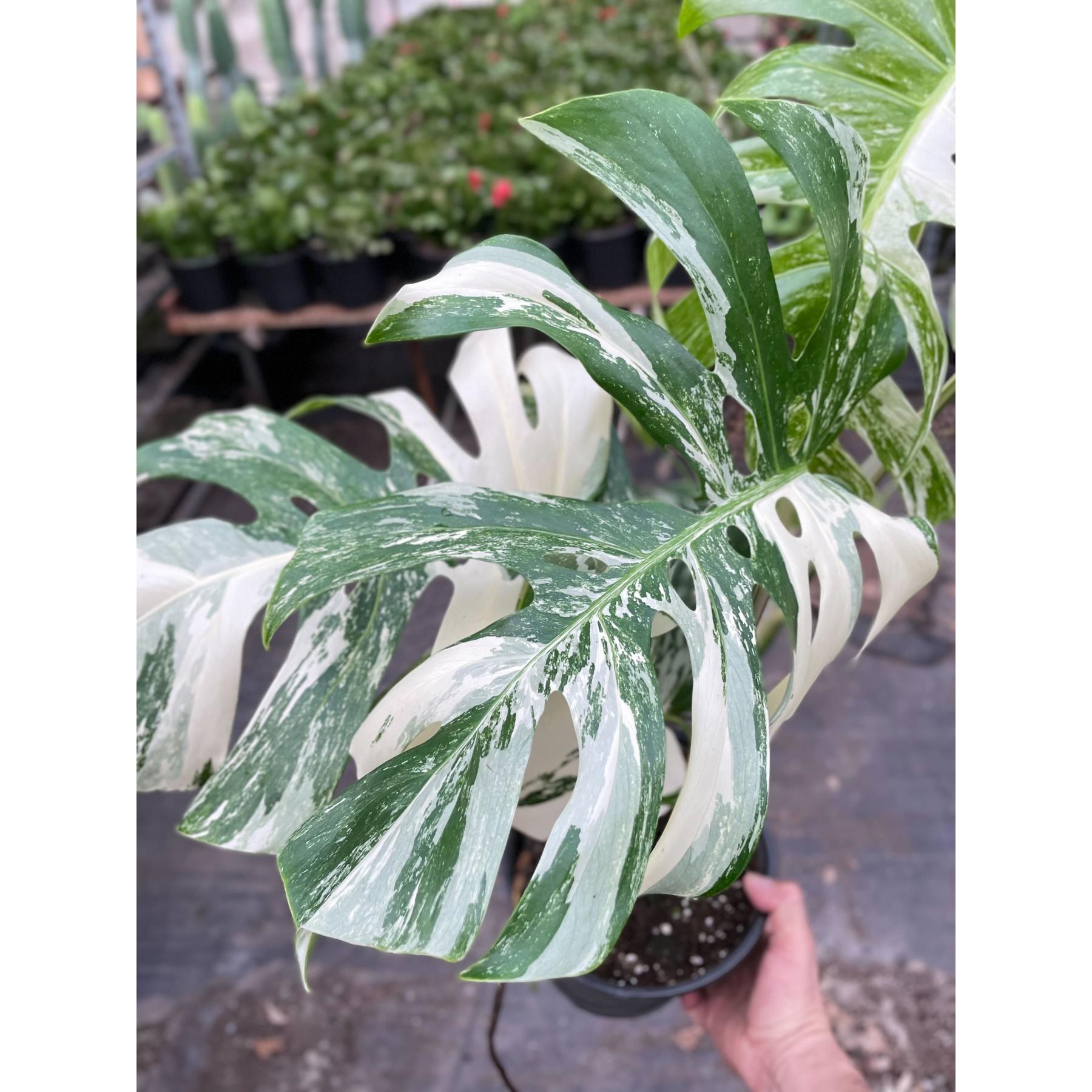 Monstera 'Albo Borsigiana Variegated'-The Succulent Source