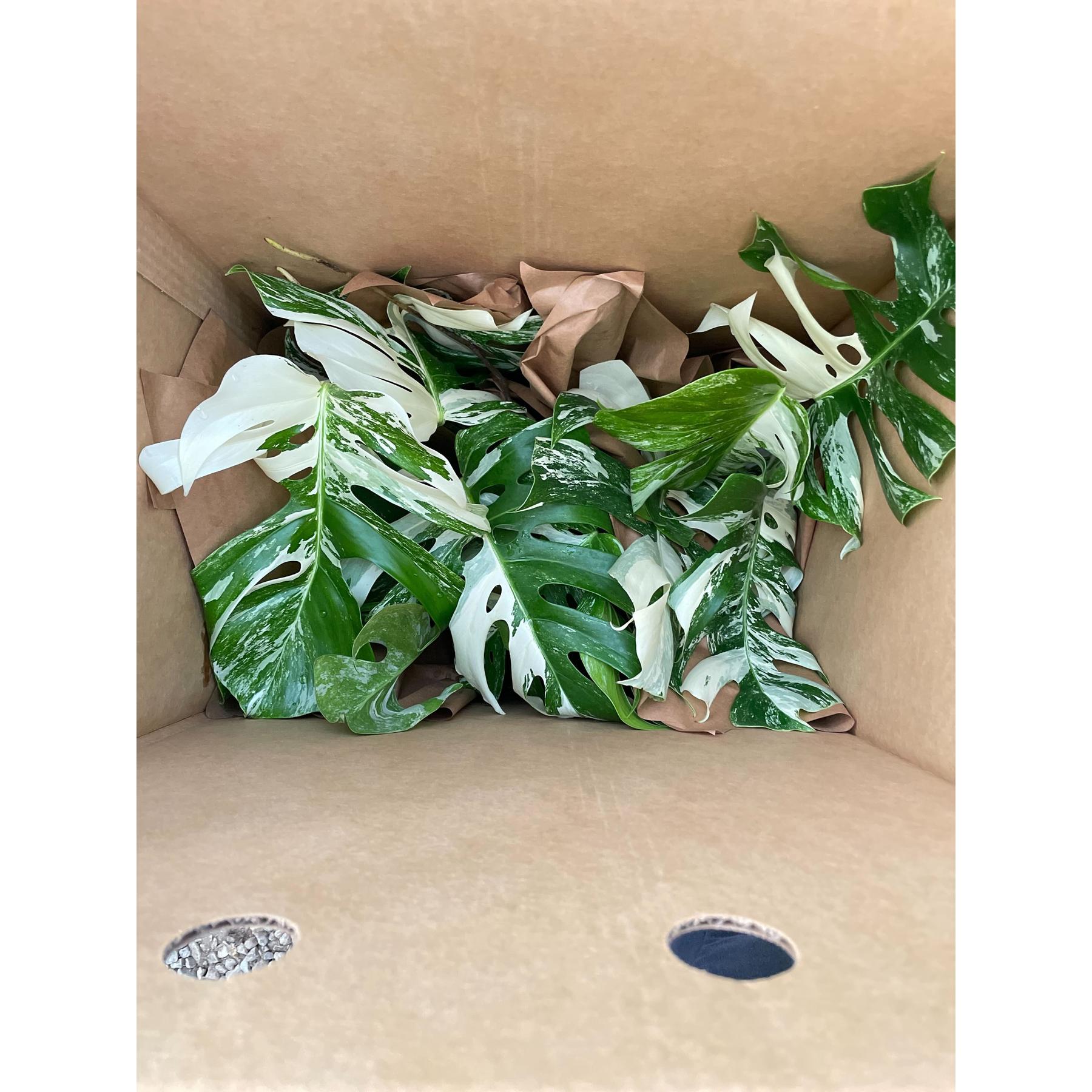 Monstera 'Albo Borsigiana Variegated'-The Succulent Source