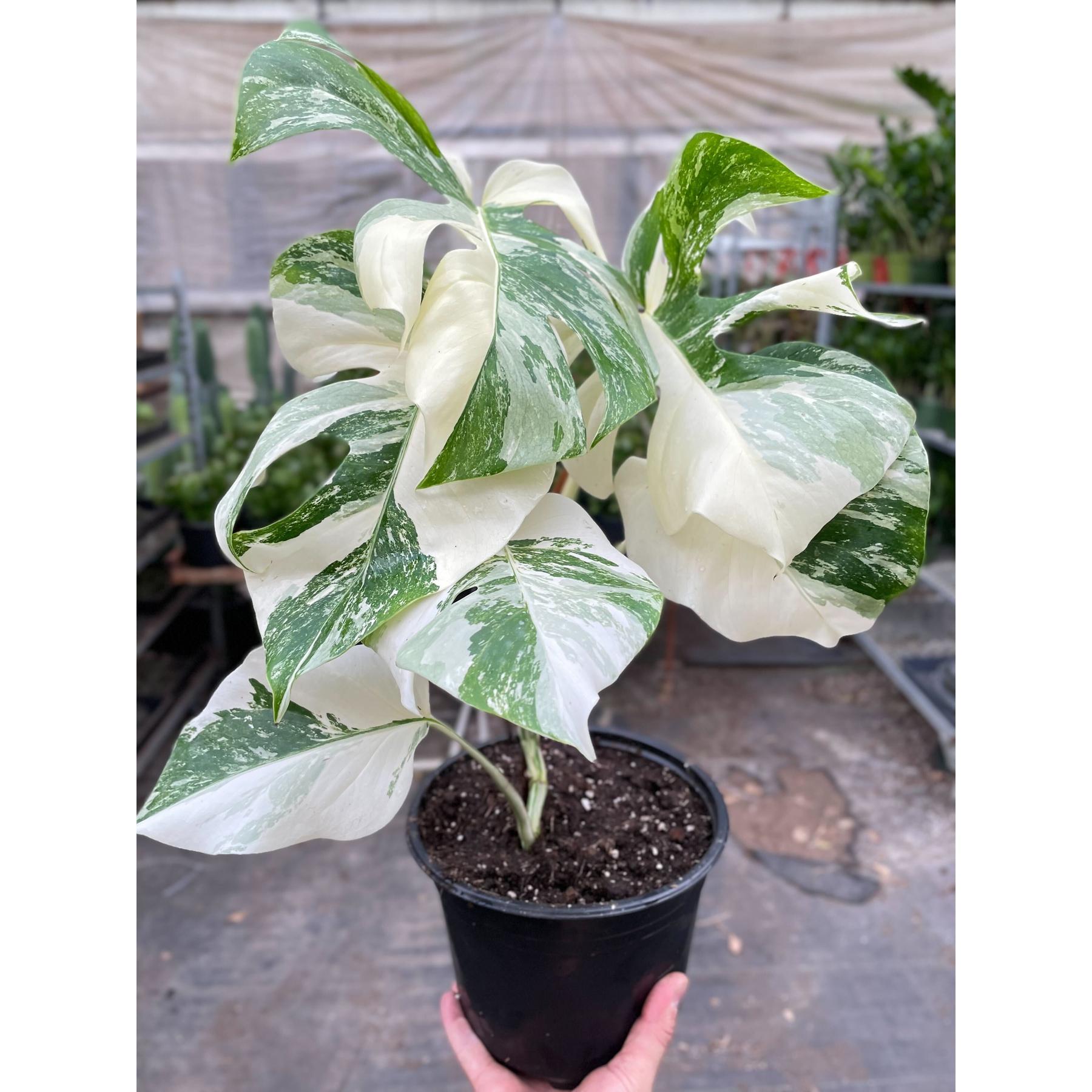 Monstera 'Albo Borsigiana Variegated'-The Succulent Source