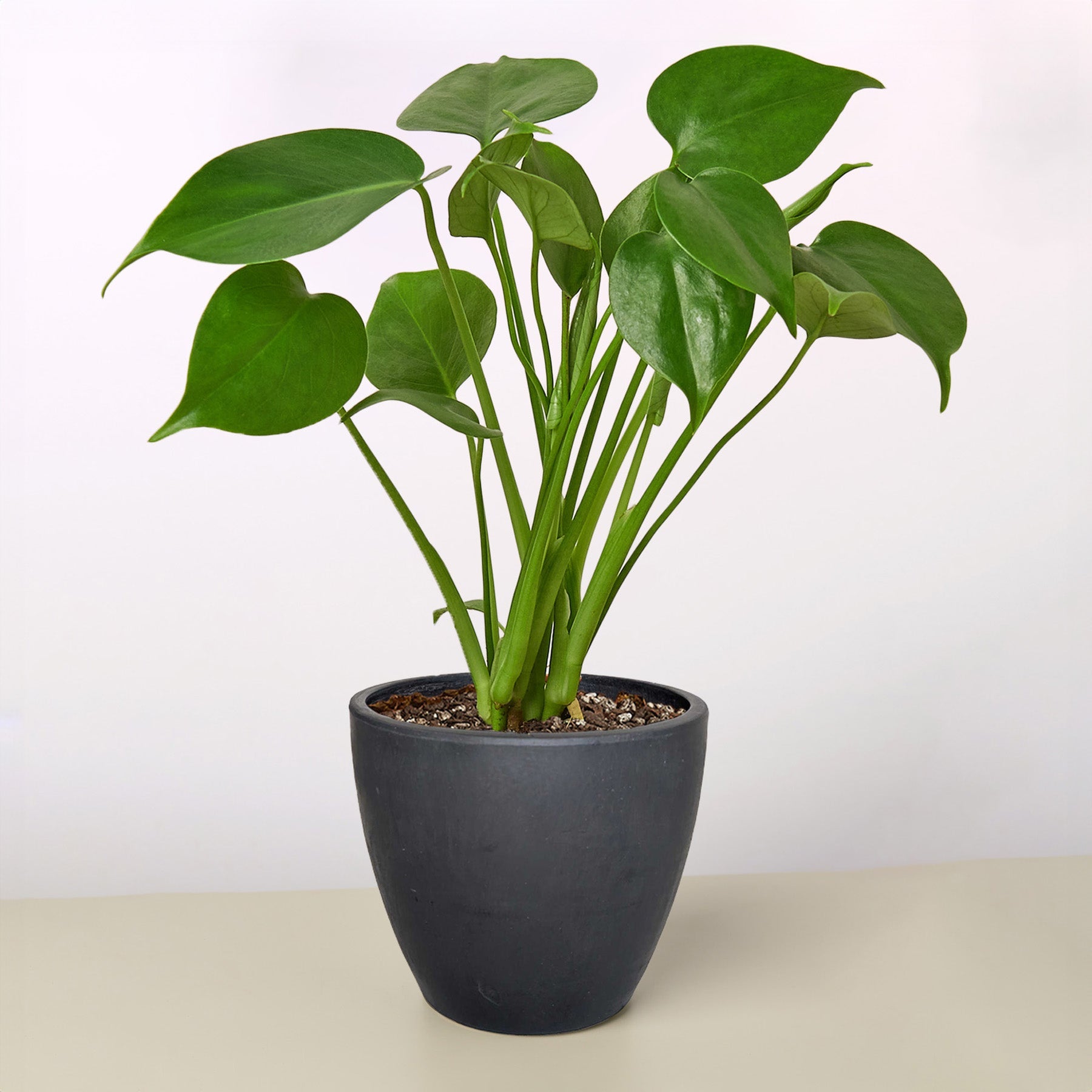 Monstera 'Split-Leaf'-Indoor Plants-The Succulent Source