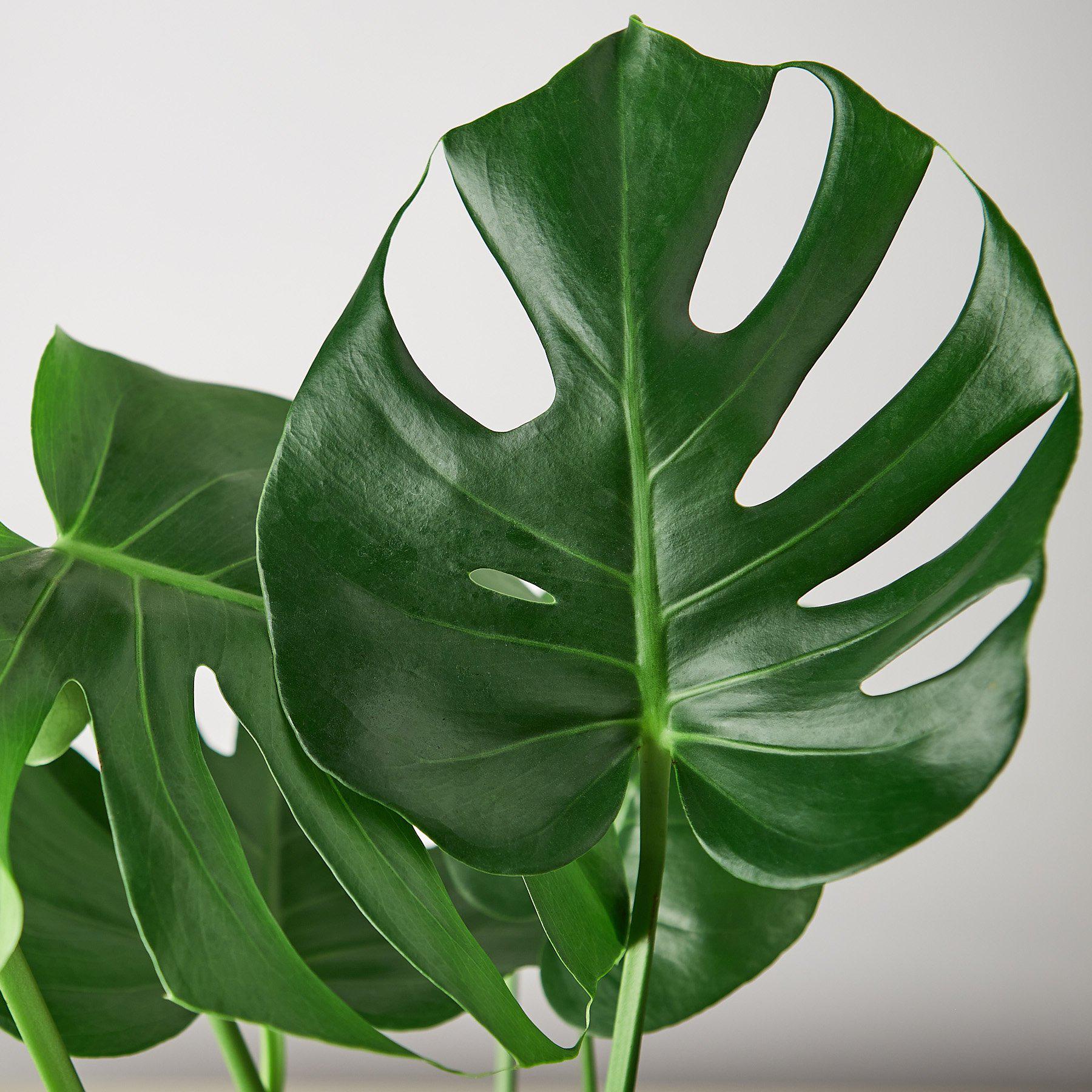 Monstera 'Split-Leaf'-Indoor Plants-The Succulent Source