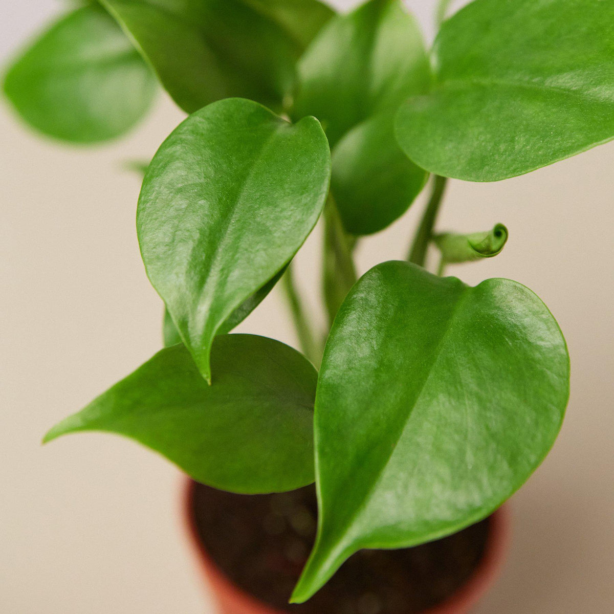 Monstera 'Split-Leaf'-Indoor Plants-The Succulent Source
