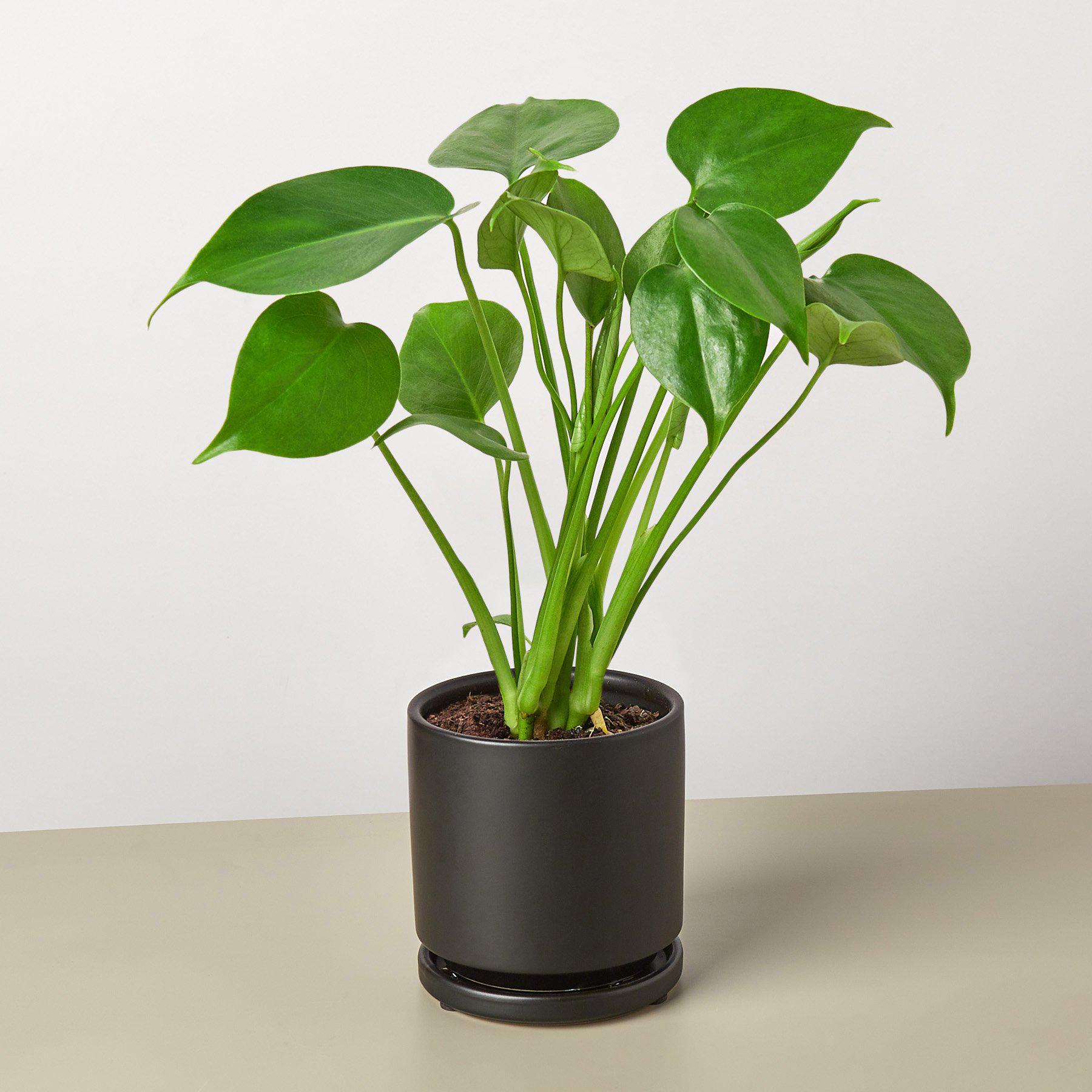Monstera 'Split-Leaf'-Indoor Plants-The Succulent Source