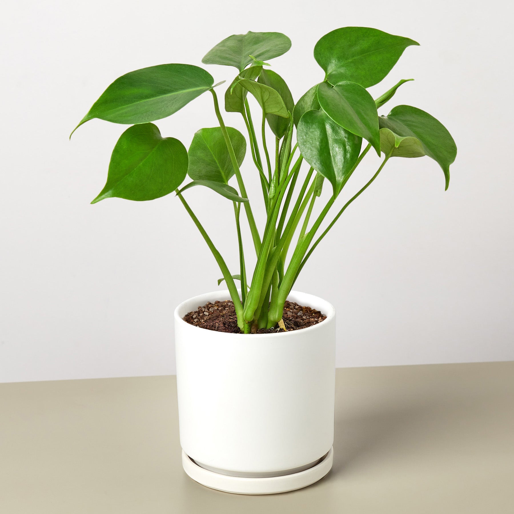 Monstera 'Split-Leaf'-Indoor Plants-The Succulent Source
