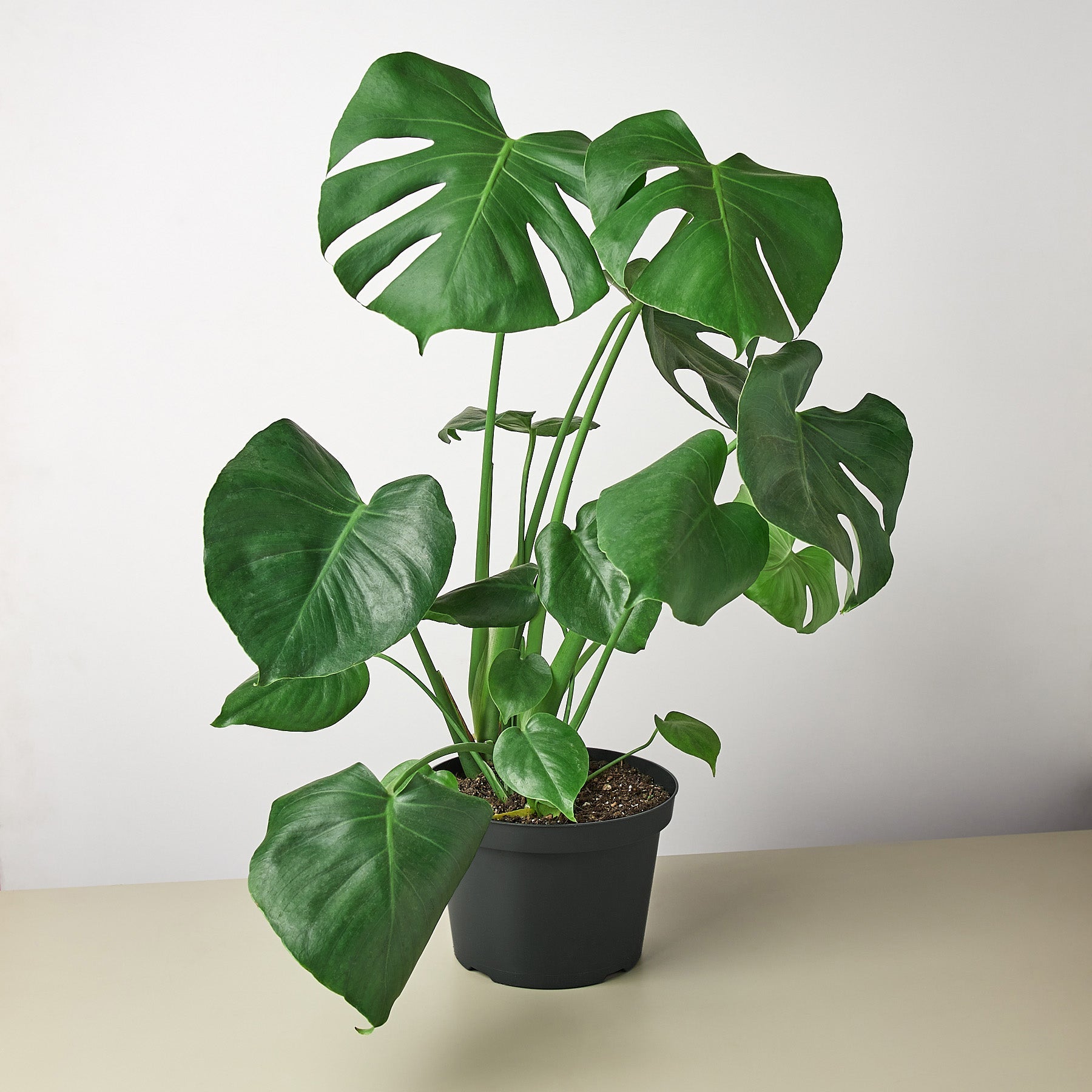 Monstera 'Split-Leaf'-Indoor Plants-The Succulent Source