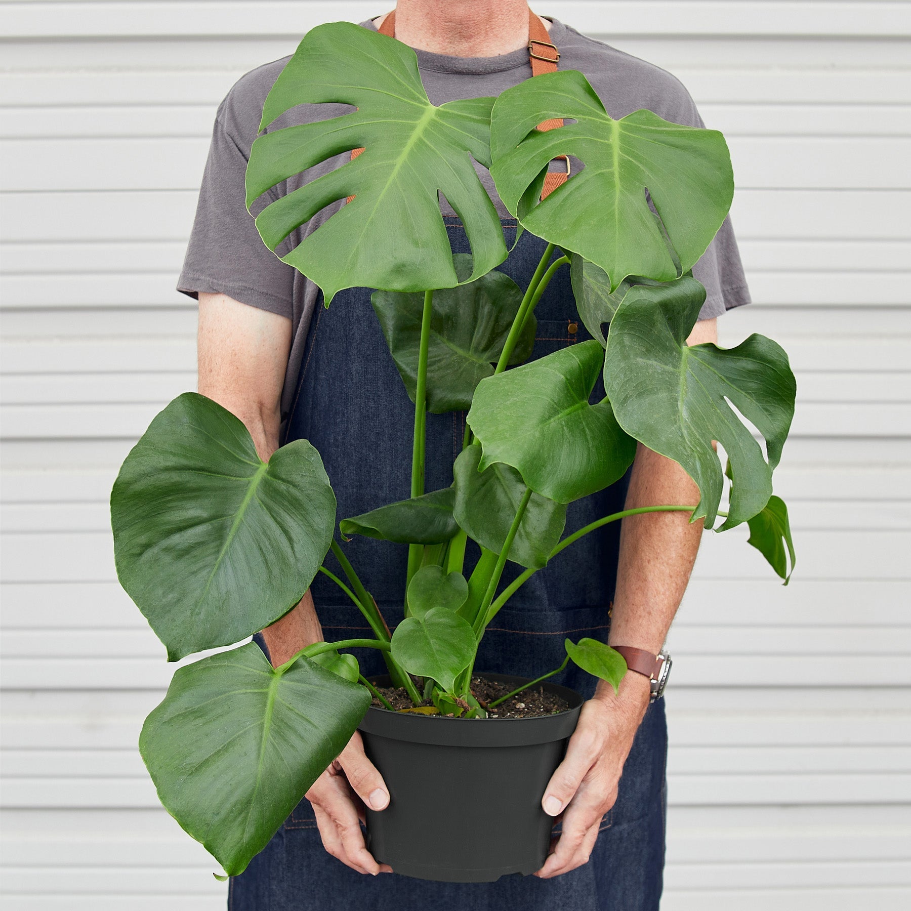 Monstera 'Split-Leaf'-Indoor Plants-The Succulent Source