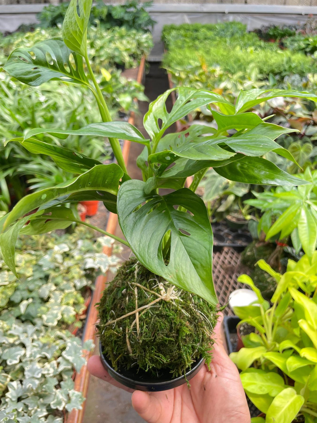 Monstera Swiss Cheese Kokedama-The Succulent Source