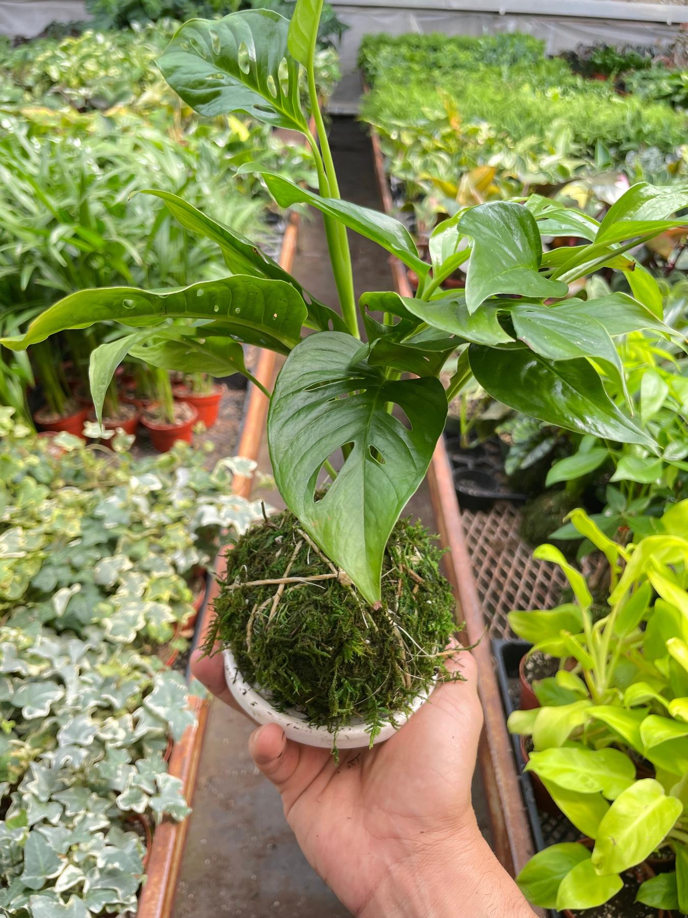 Monstera Swiss Cheese Kokedama-The Succulent Source