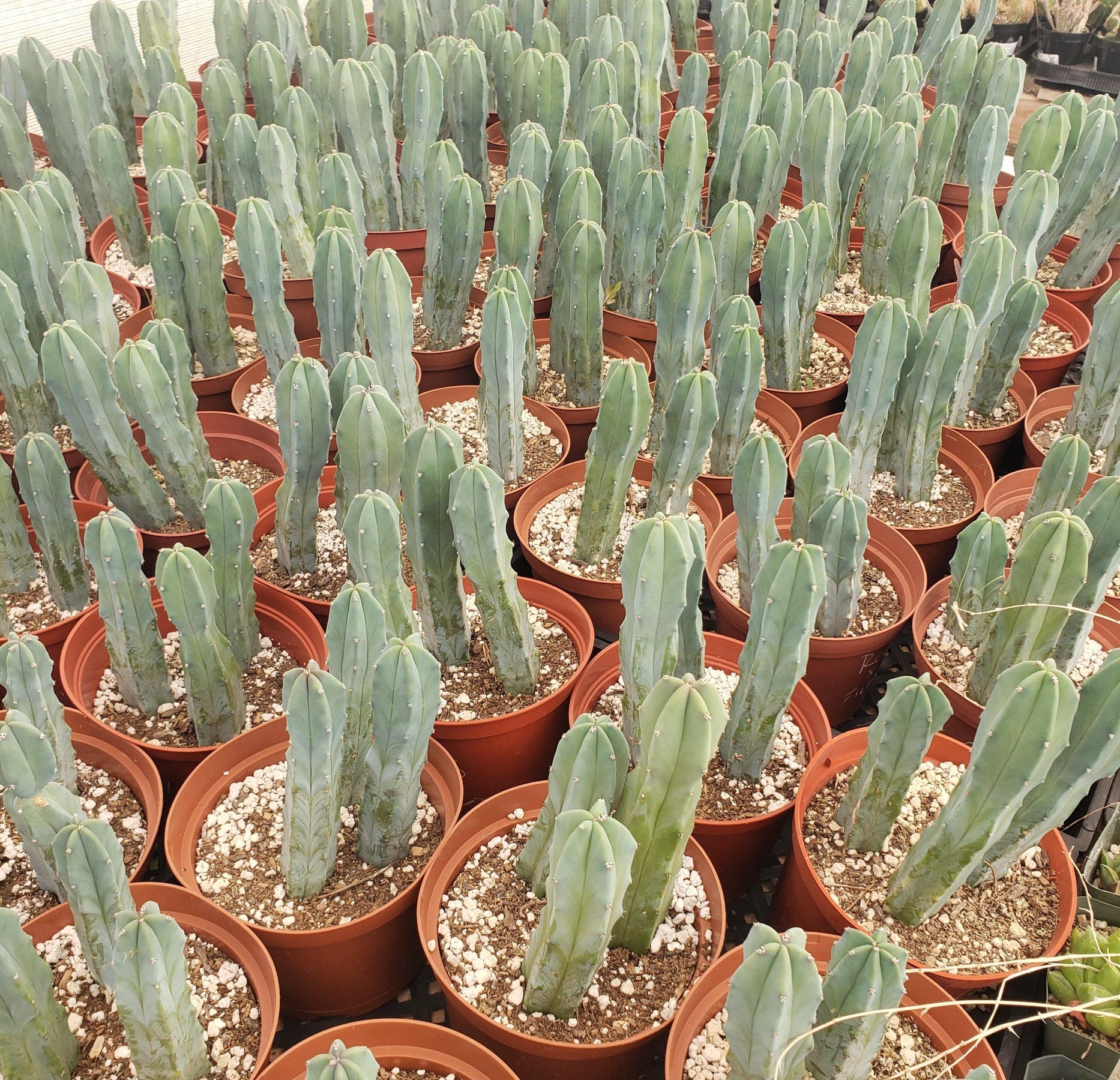 Myrtillocactus Geometrizans Monstrose Crested Cactus Cuttings & Potted