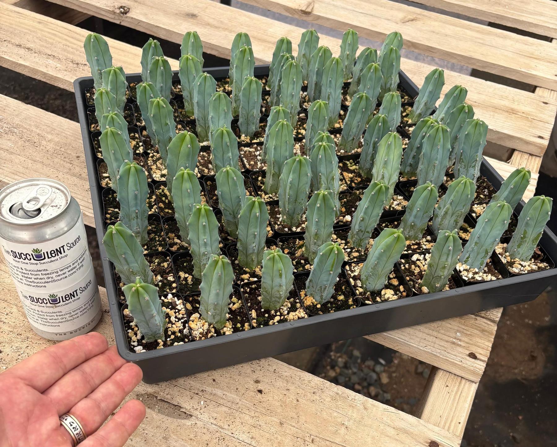 Myrtillocactus Geometrizans Monstrose Crested Cactus Cuttings & Potted Grafting-Cactus - Cutting-The Succulent Source