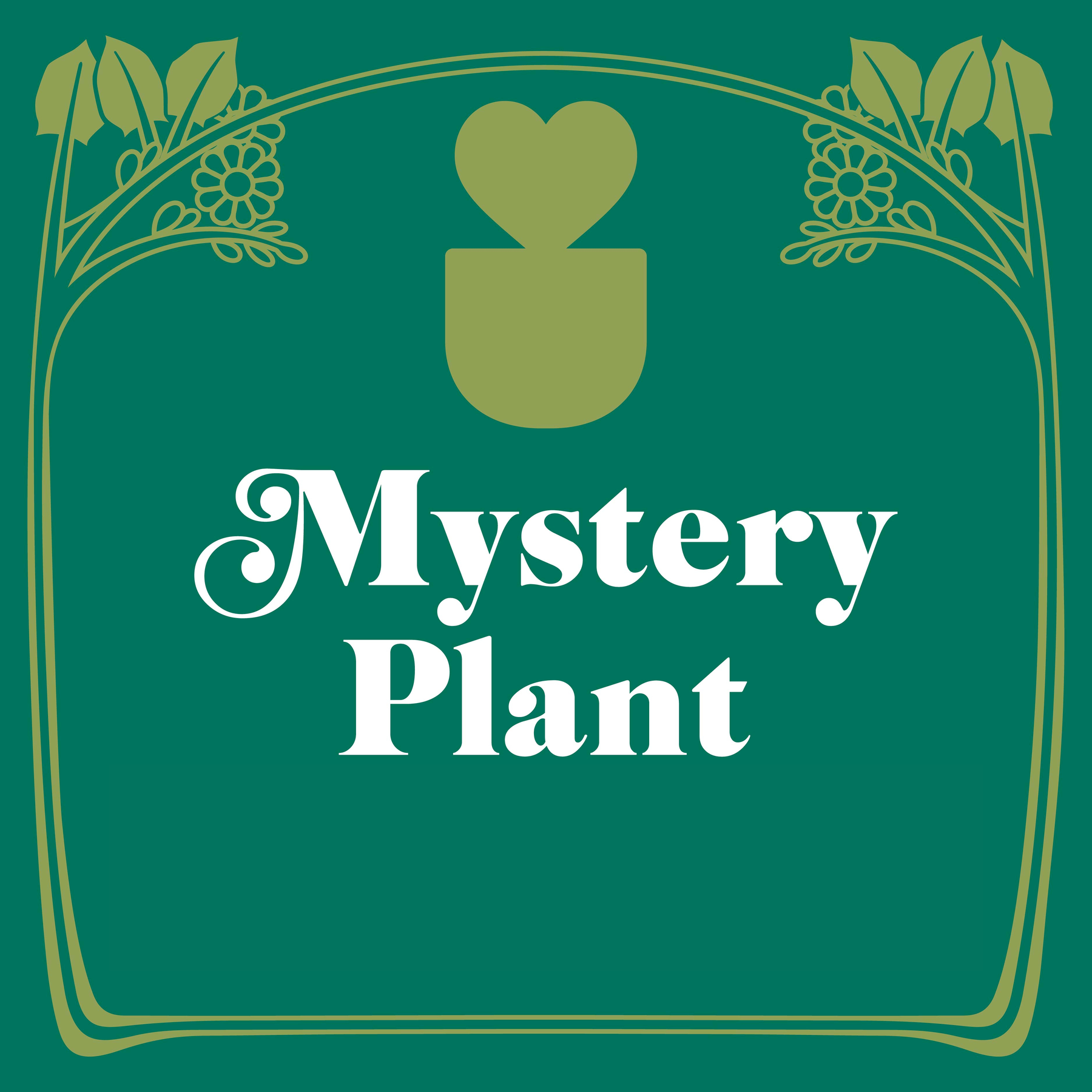 Mystery House Plant - 3" Pot-Default-The Succulent Source