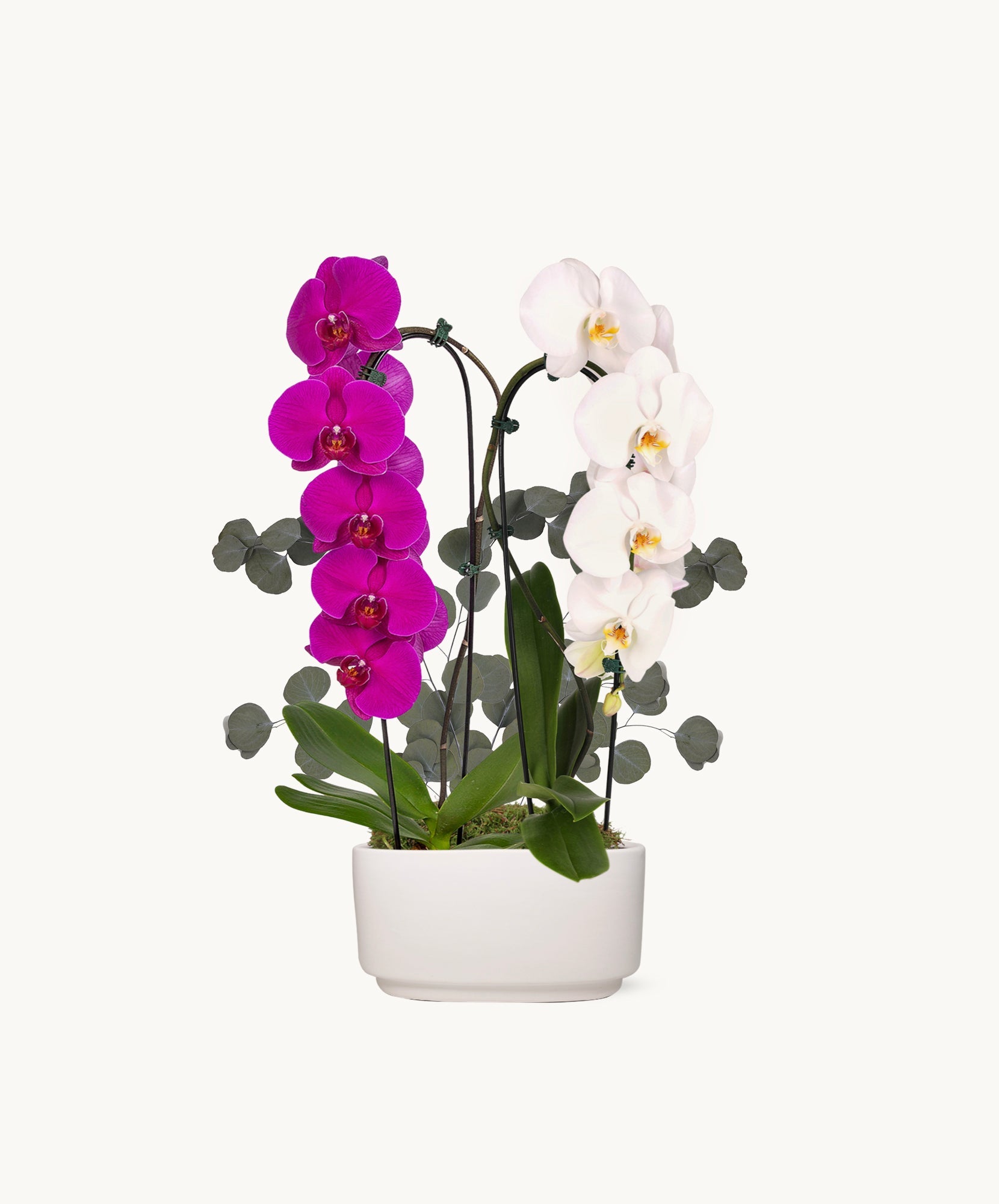 NYBG Perfect Harmony Orchid-The Succulent Source