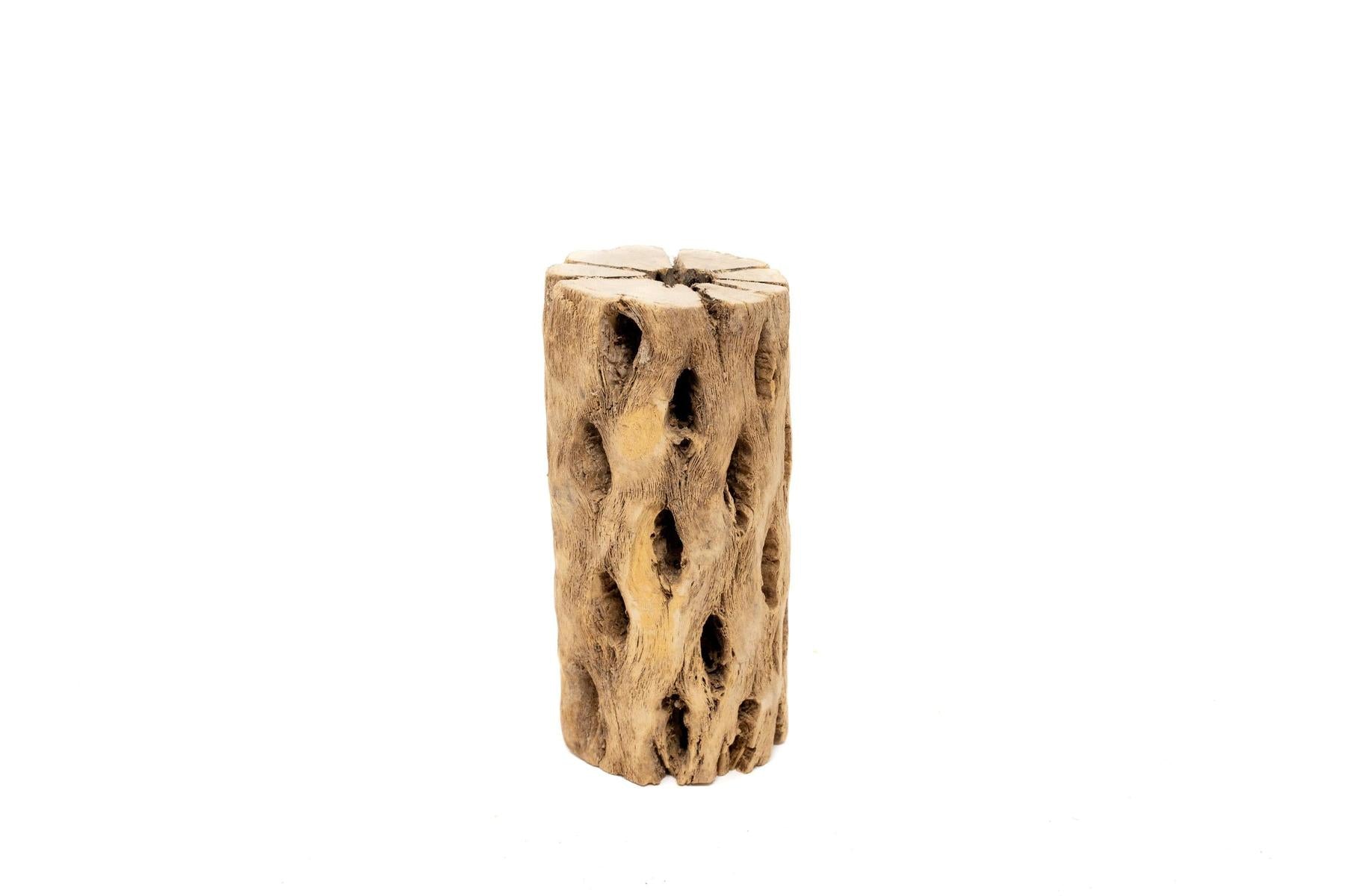 Natural Cholla Wood Container - 6 Inches Tall with Tillandsia Assorted Air Plants-The Succulent Source