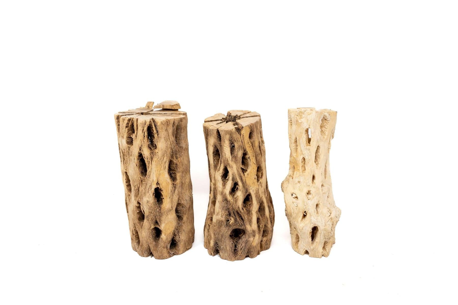 Natural Cholla Wood Container - 6 Inches Tall with Tillandsia Assorted Air Plants-The Succulent Source