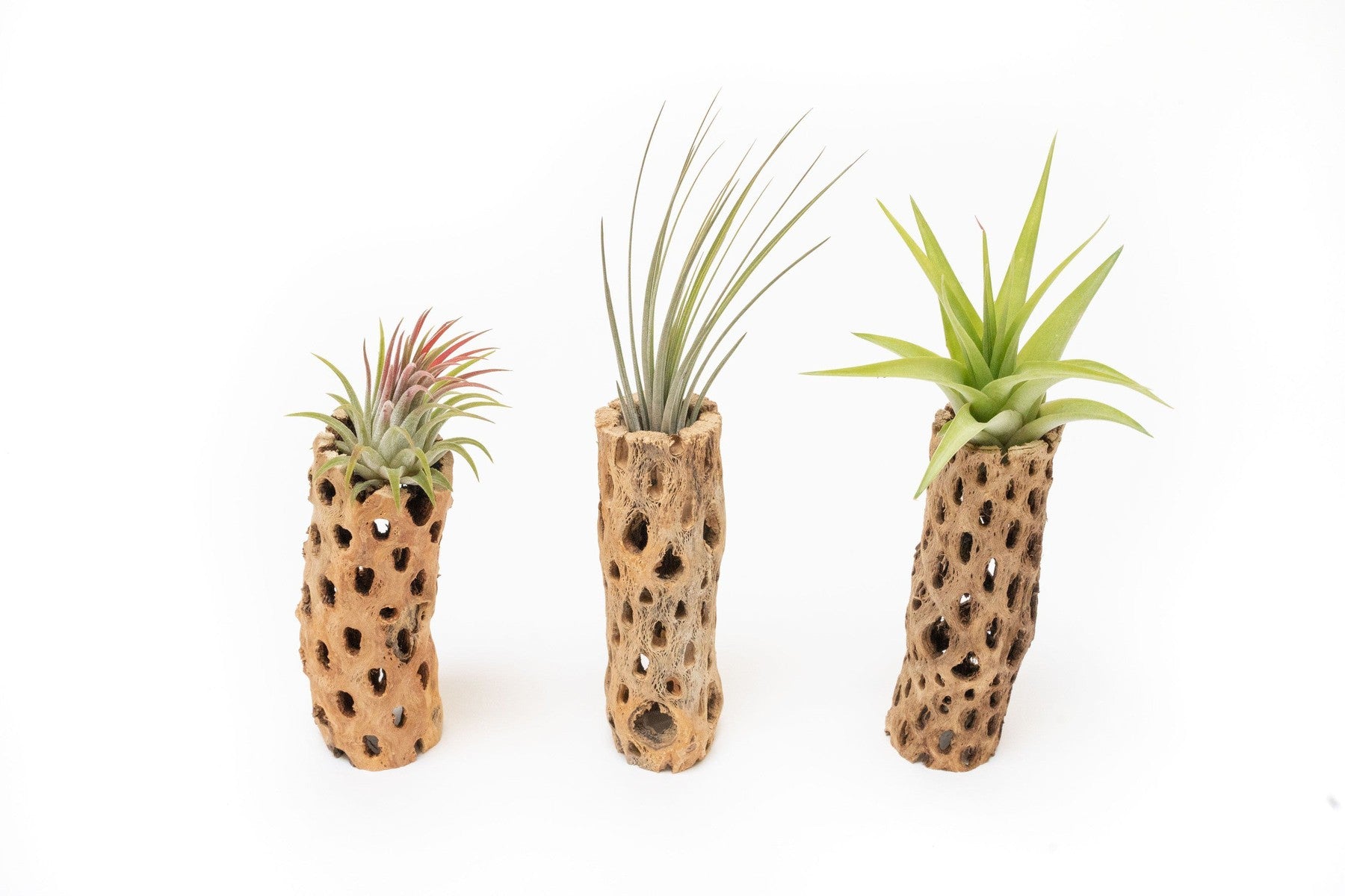 Natural Cholla Wood Container - 6 Inches Tall with Tillandsia Assorted Air Plants-The Succulent Source