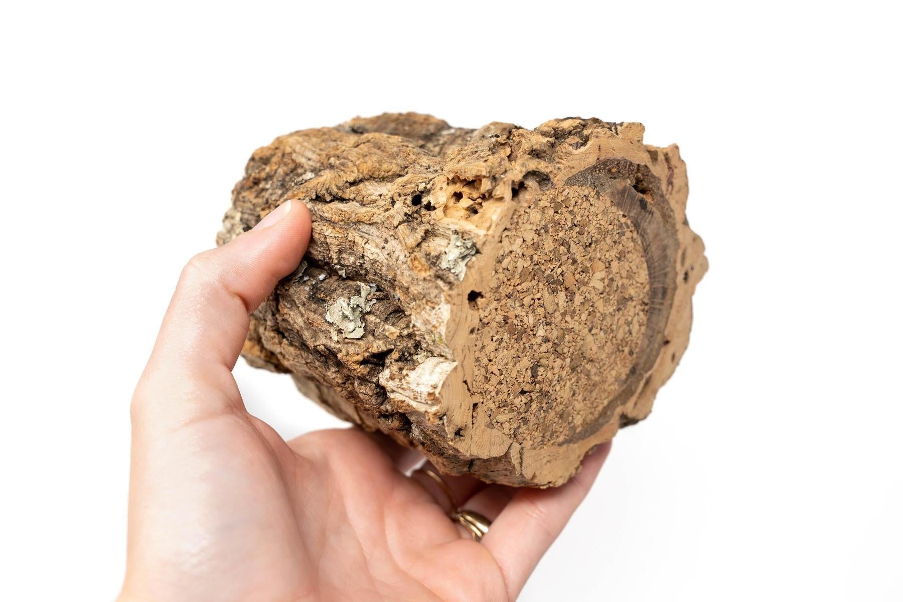 Natural Cork Bark Planters-terrarium-The Succulent Source