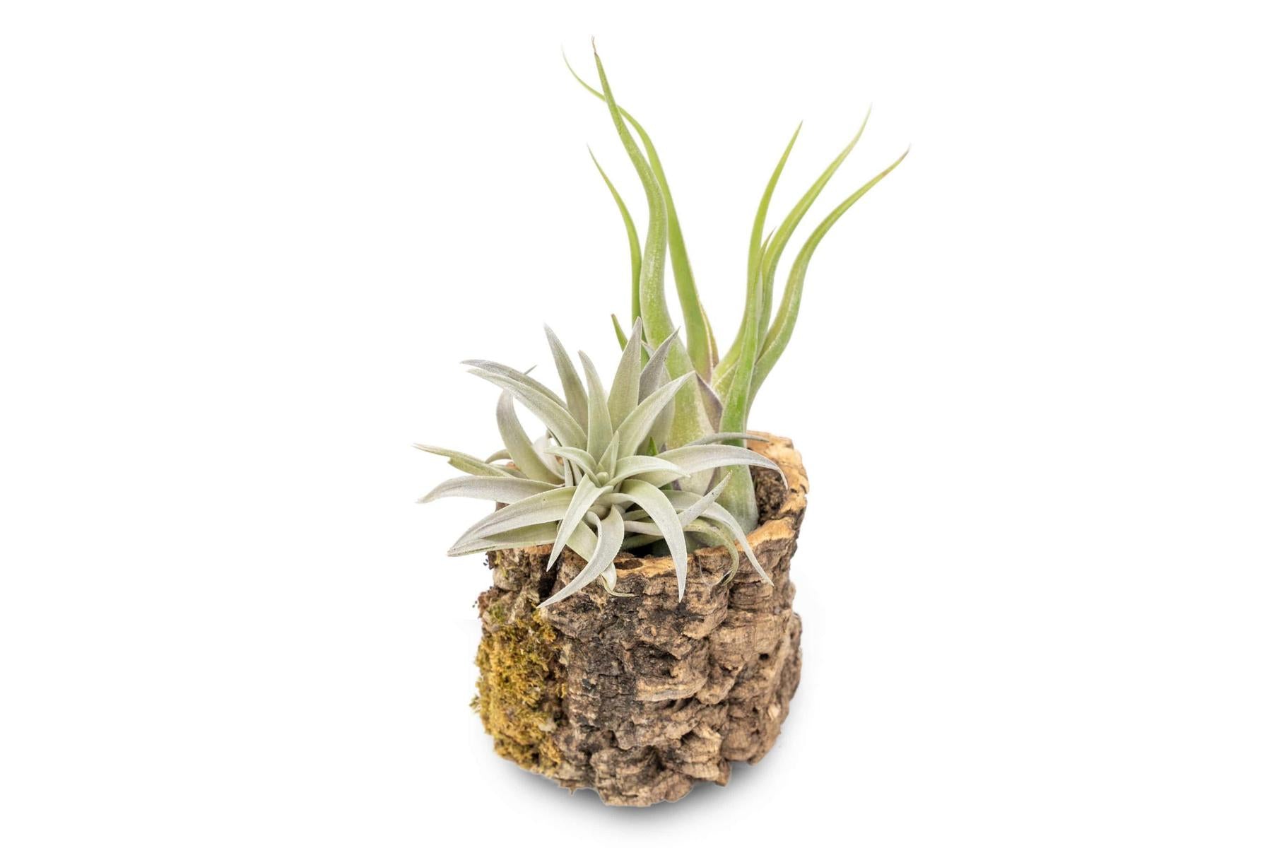 Natural Cork Bark Planters with Assorted Tillandsia Air Plants-terrarium-The Succulent Source